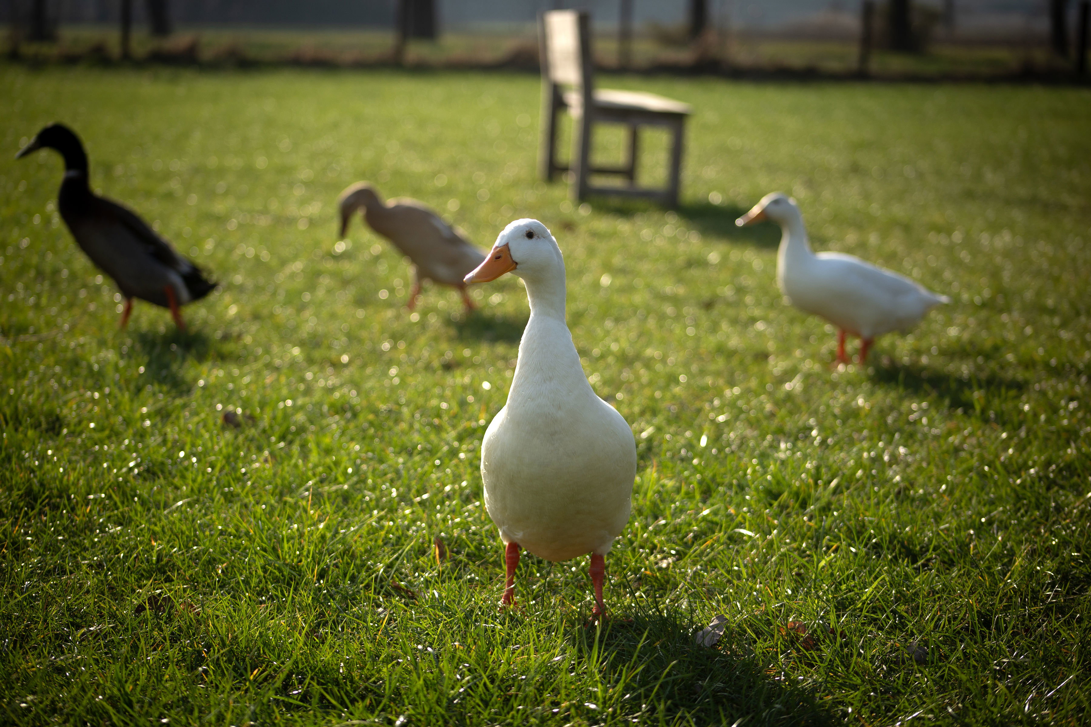 Naturhäuschen in Okkenbroek
