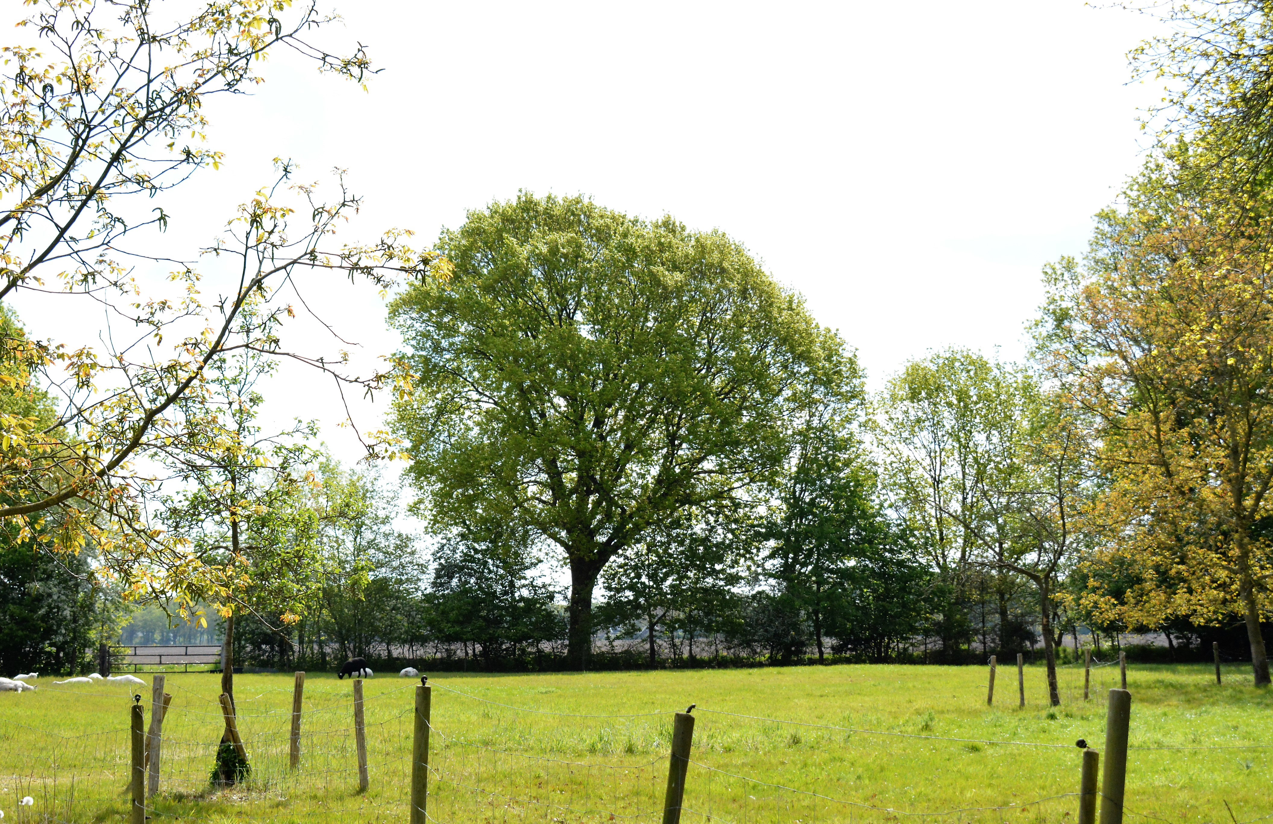 Naturhäuschen in Diever