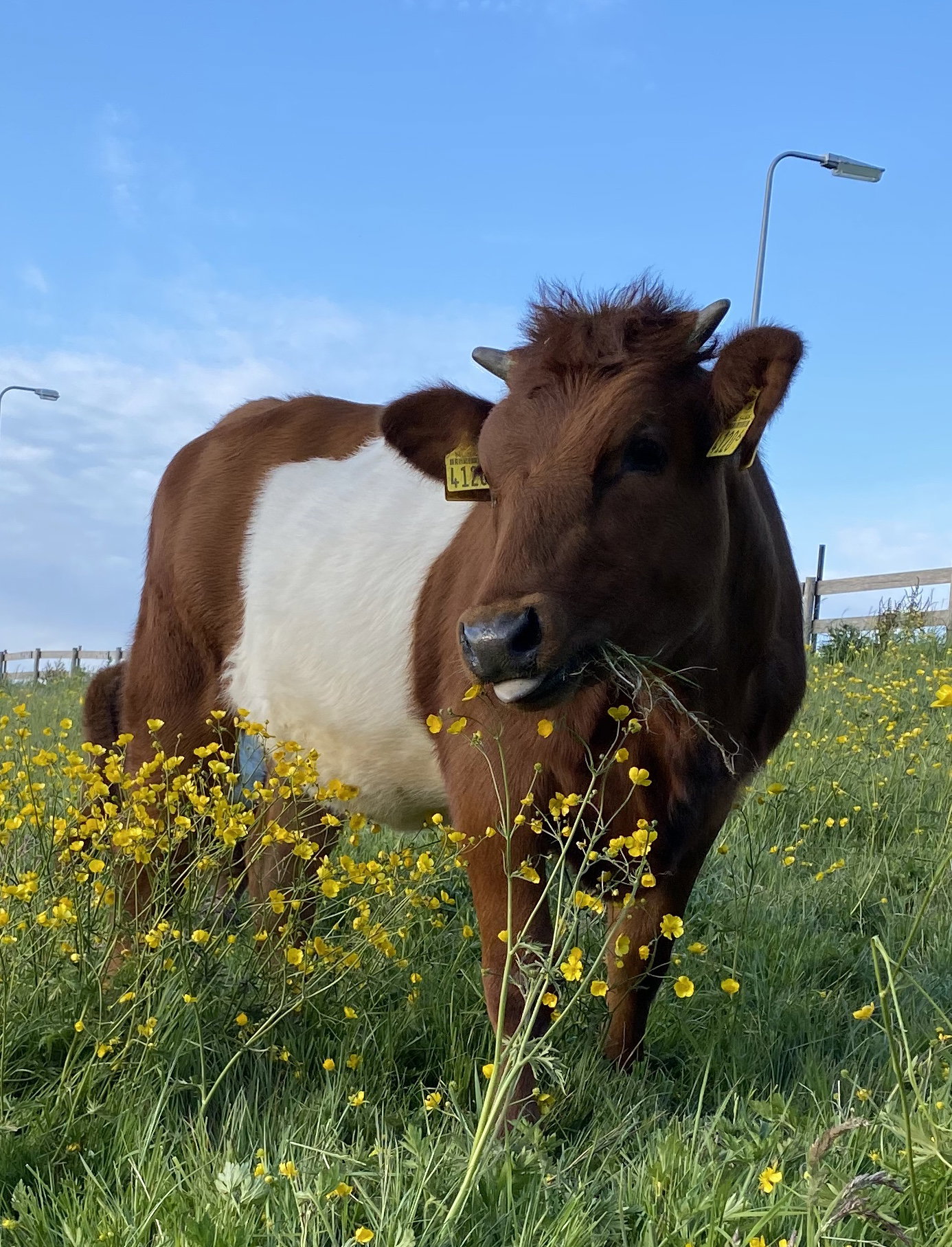 Naturhäuschen in Leimuiden
