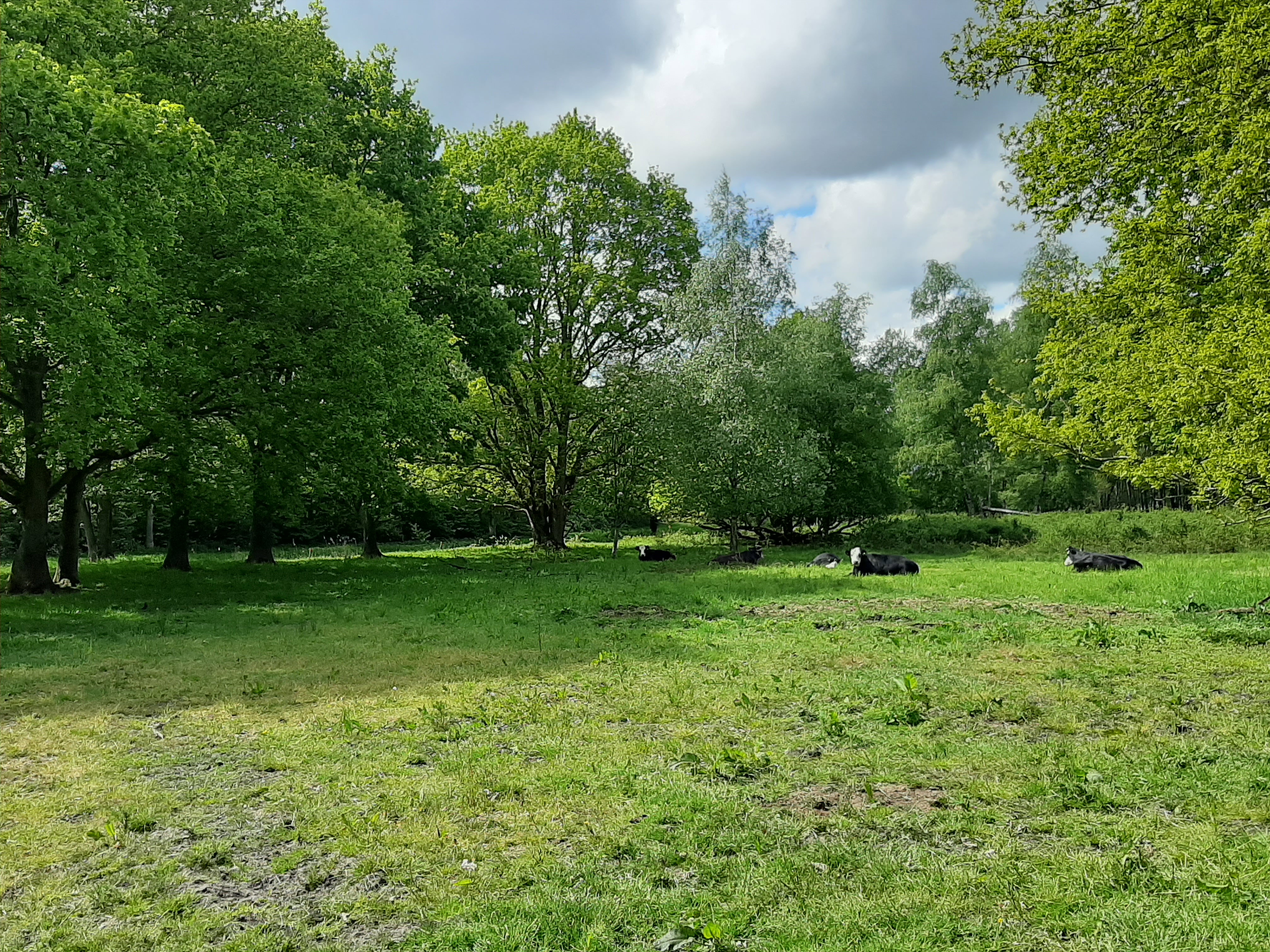 - image: 11