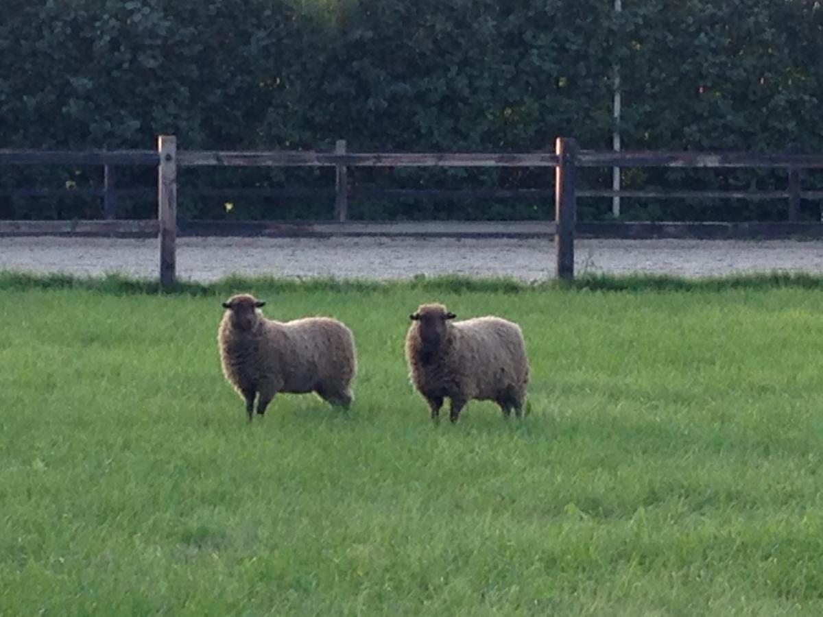 - image: 28