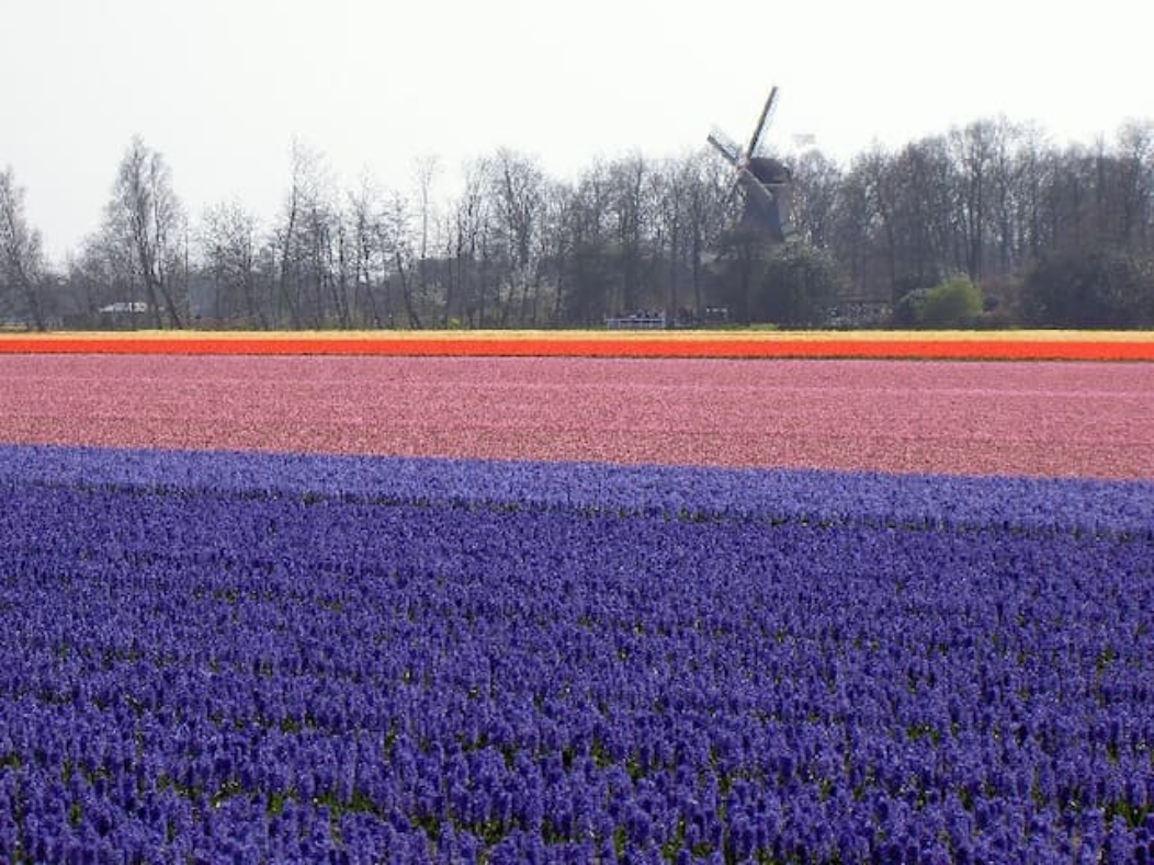 - image: 25