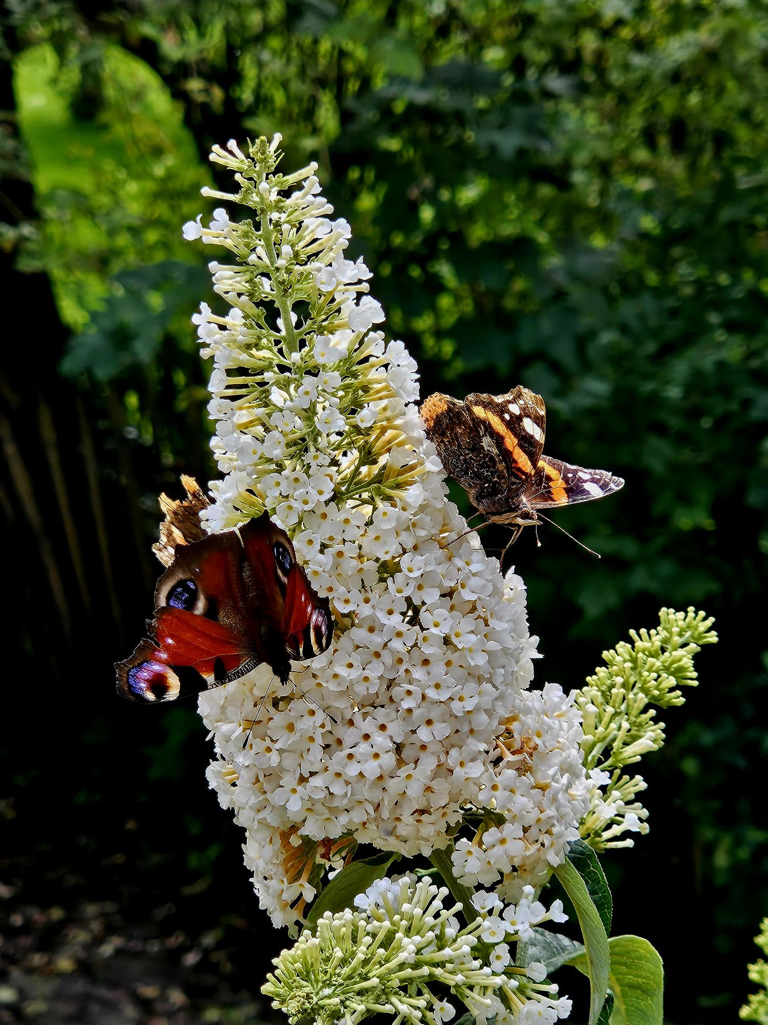 Naturhäuschen in Kerkwerve