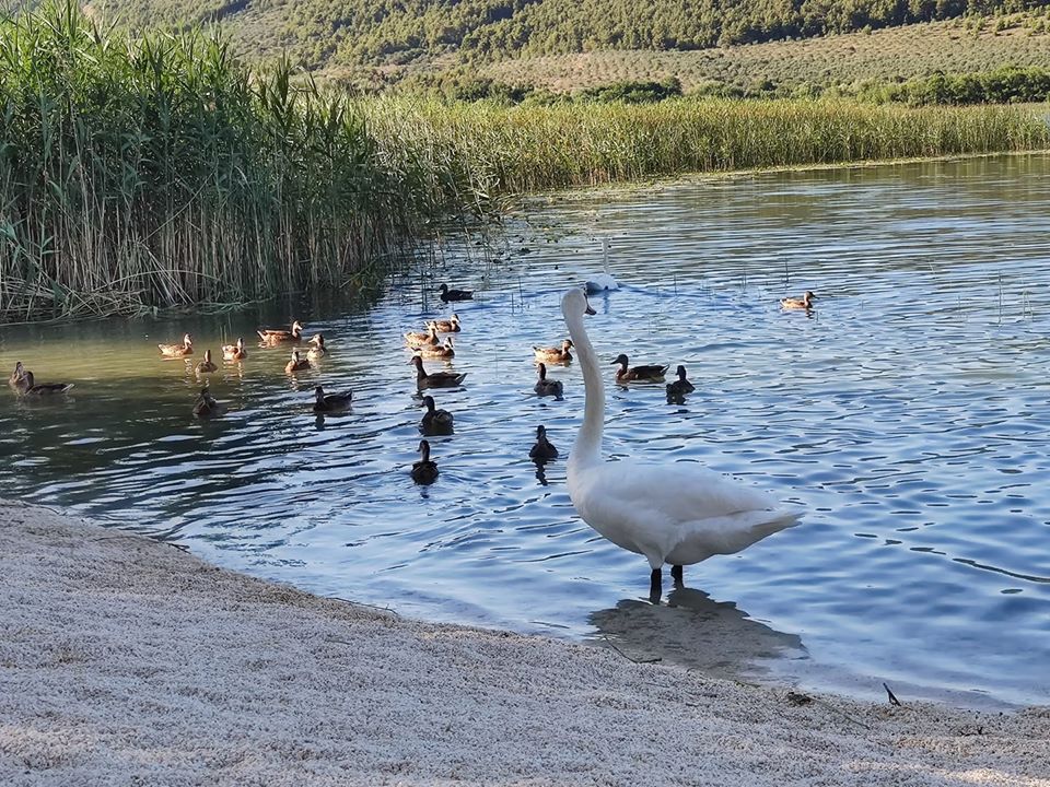 - image: 49
