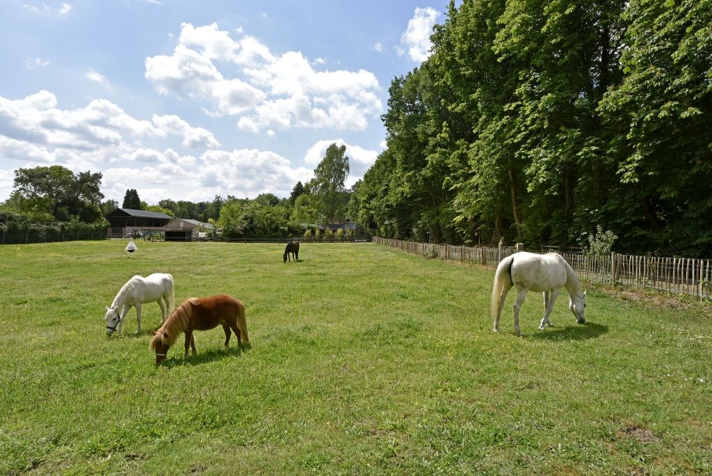 - image: 11