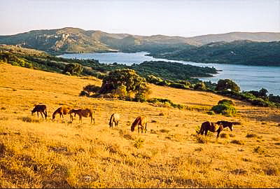 - image: 12