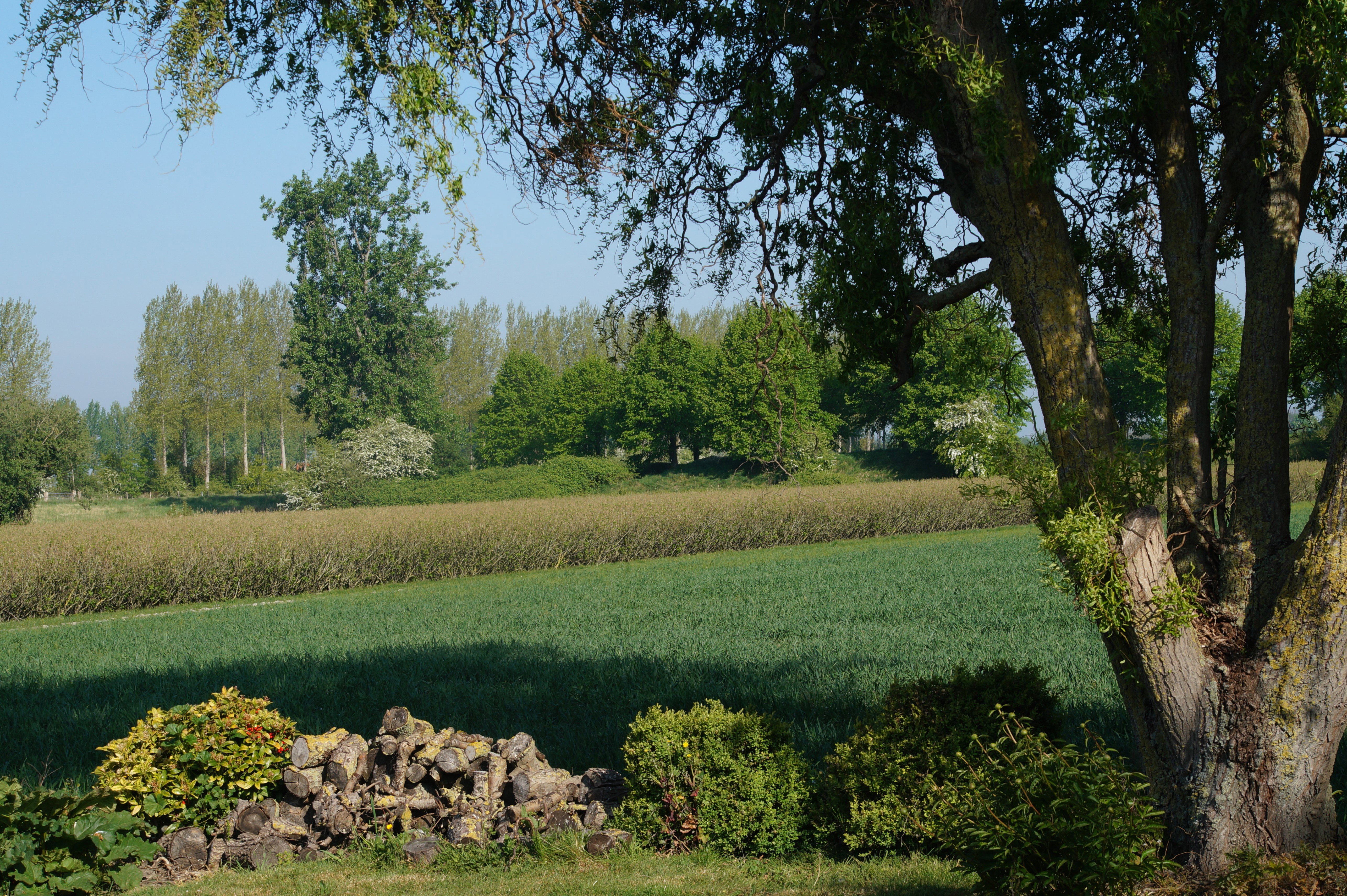 - image: 11