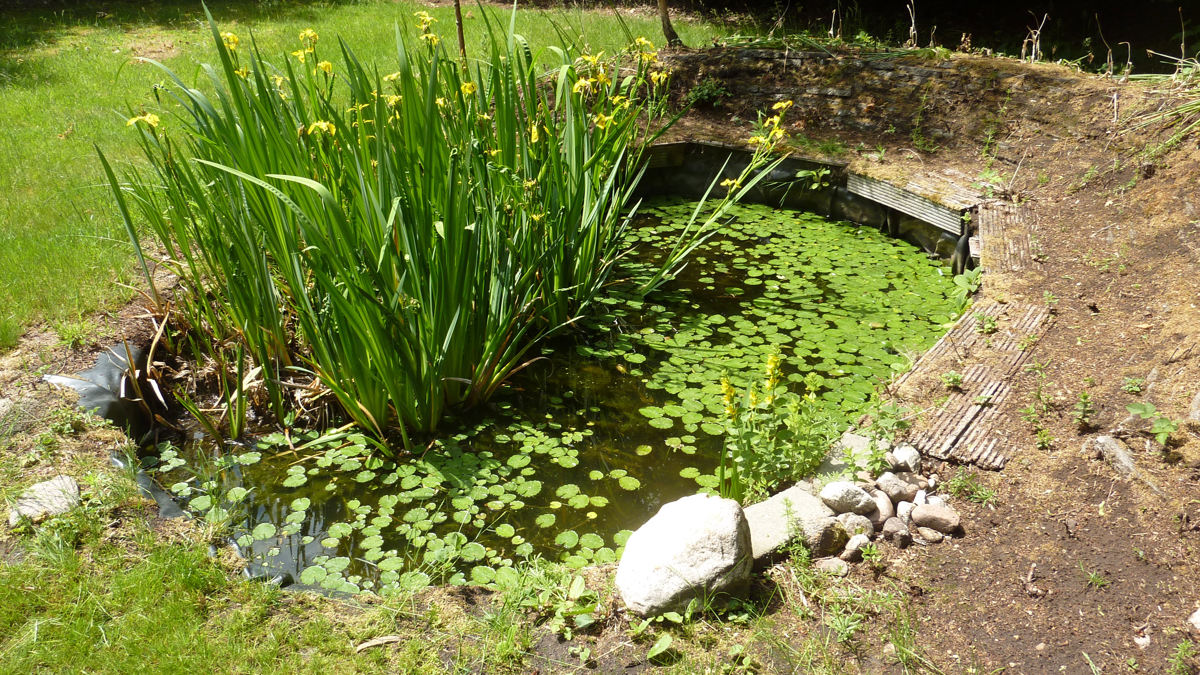 Maison nature à Gasselte