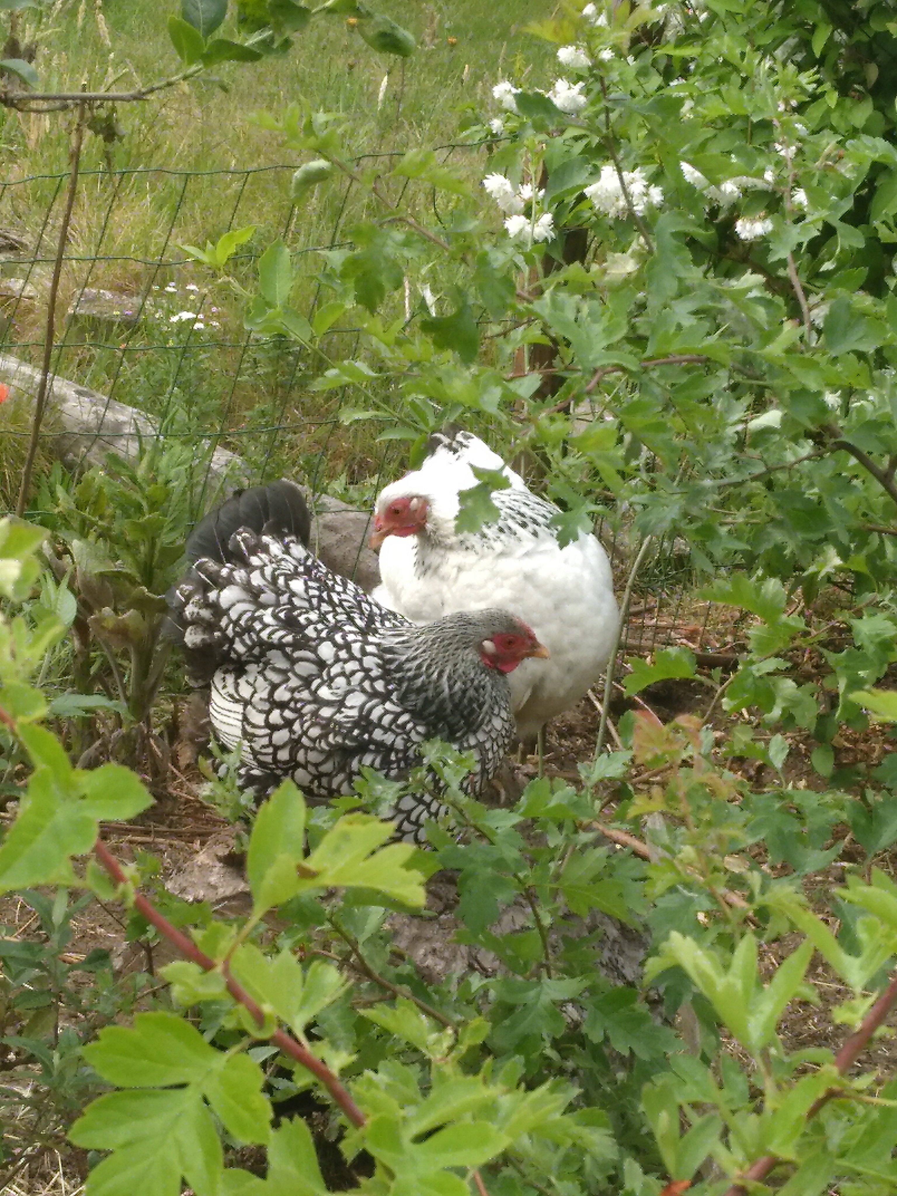 Natuurhuisje in Barchem