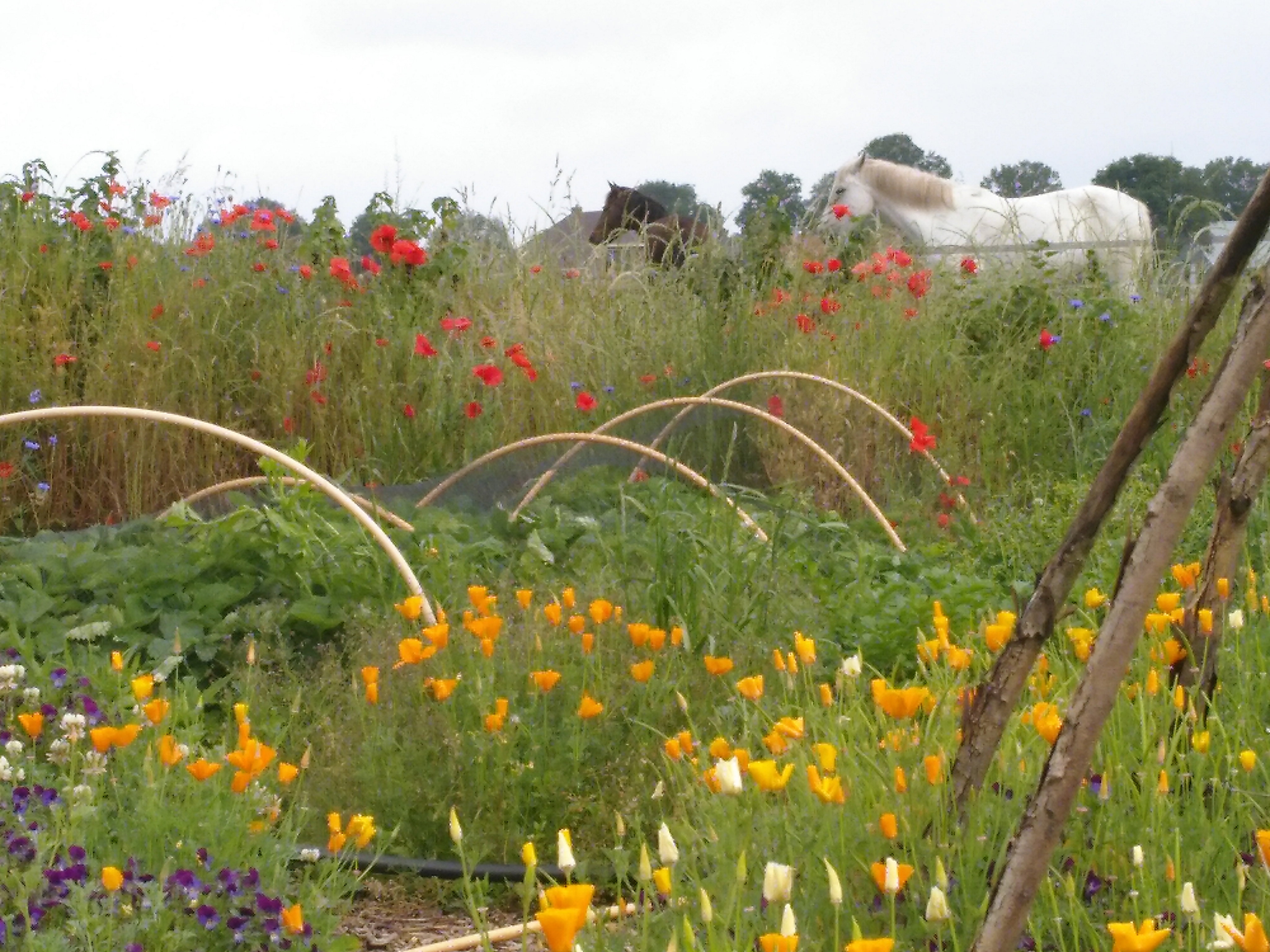 Natuurhuisje in Barchem