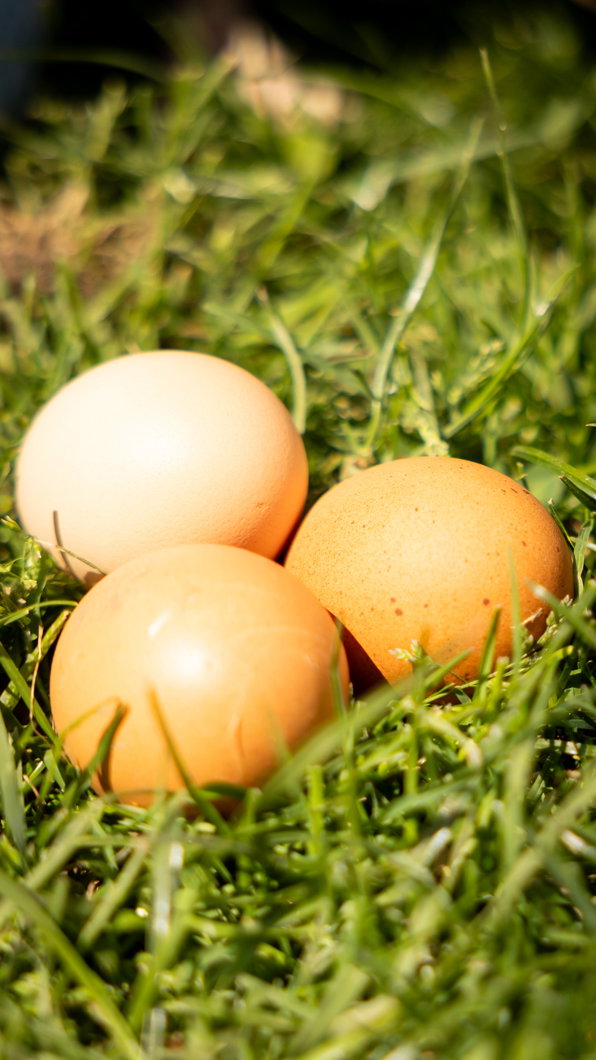 - image: 15