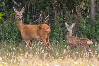 - image: 13