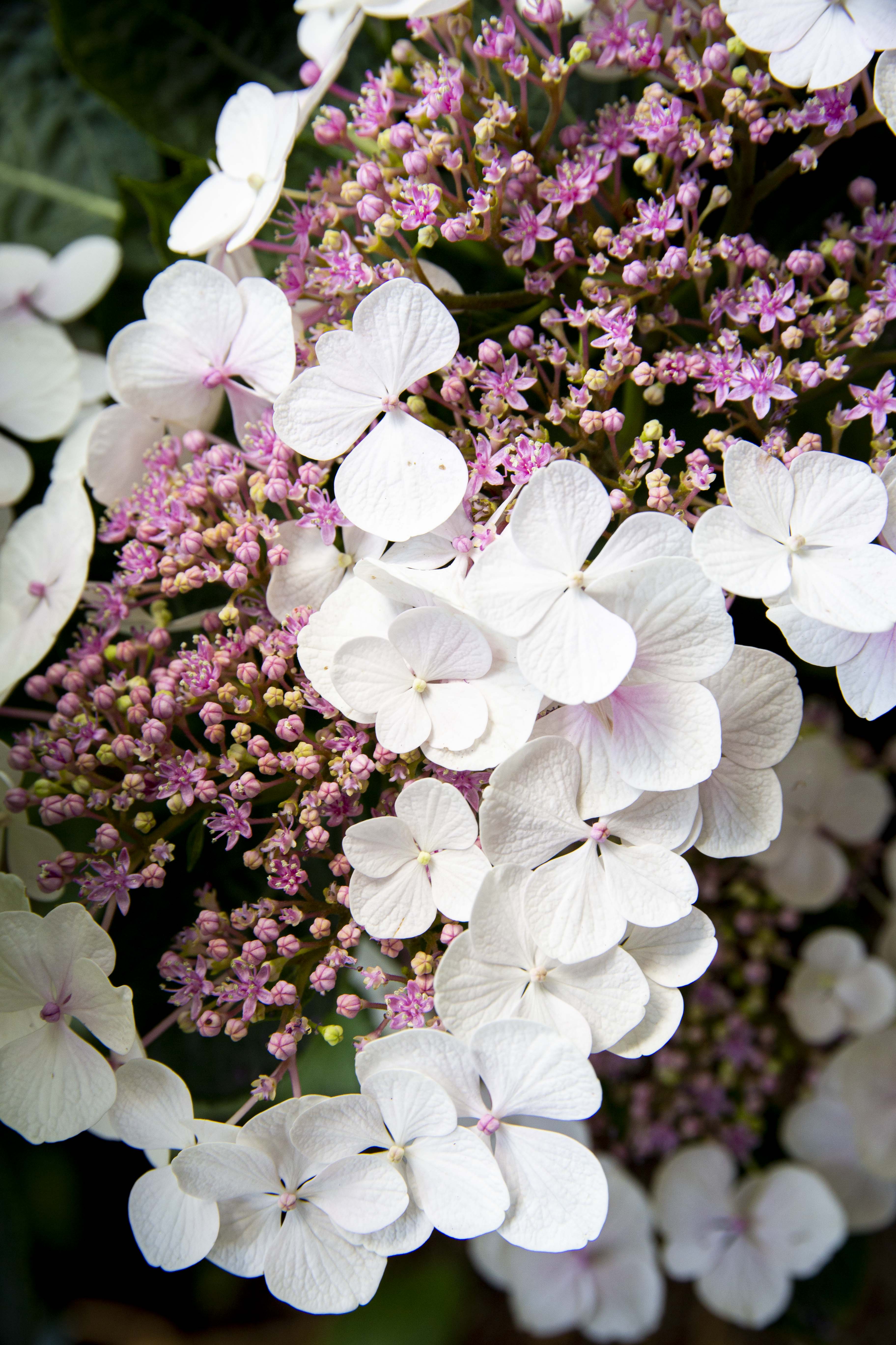 - image: 45