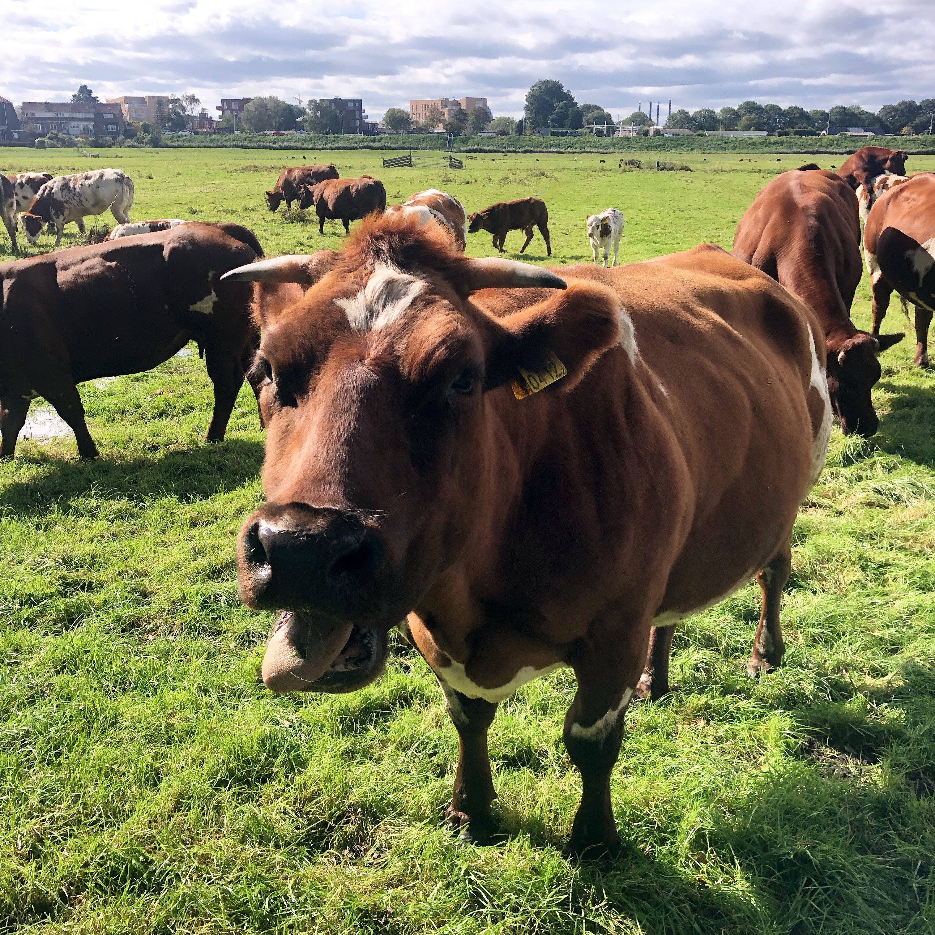 - image: 30