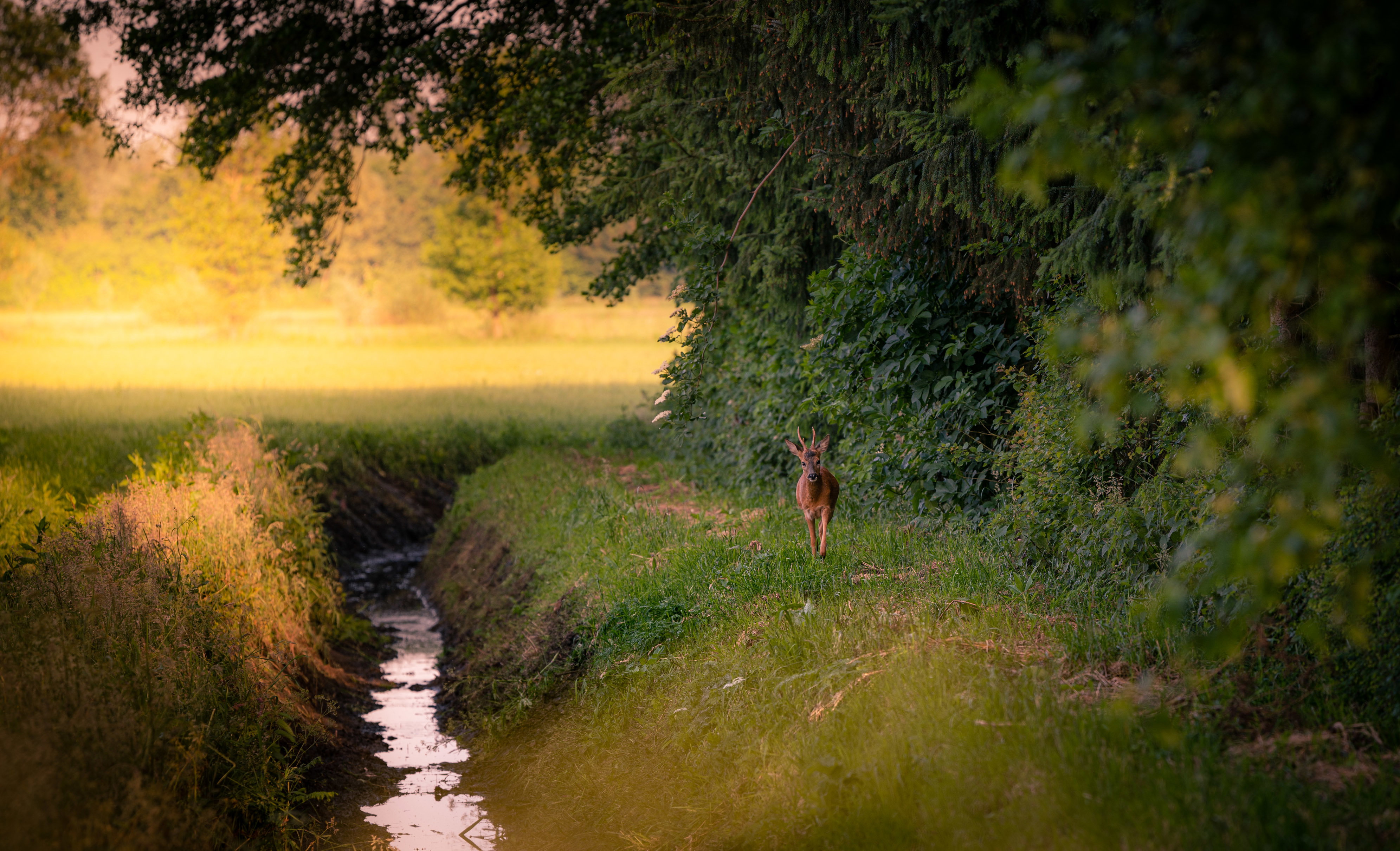 - image: 11