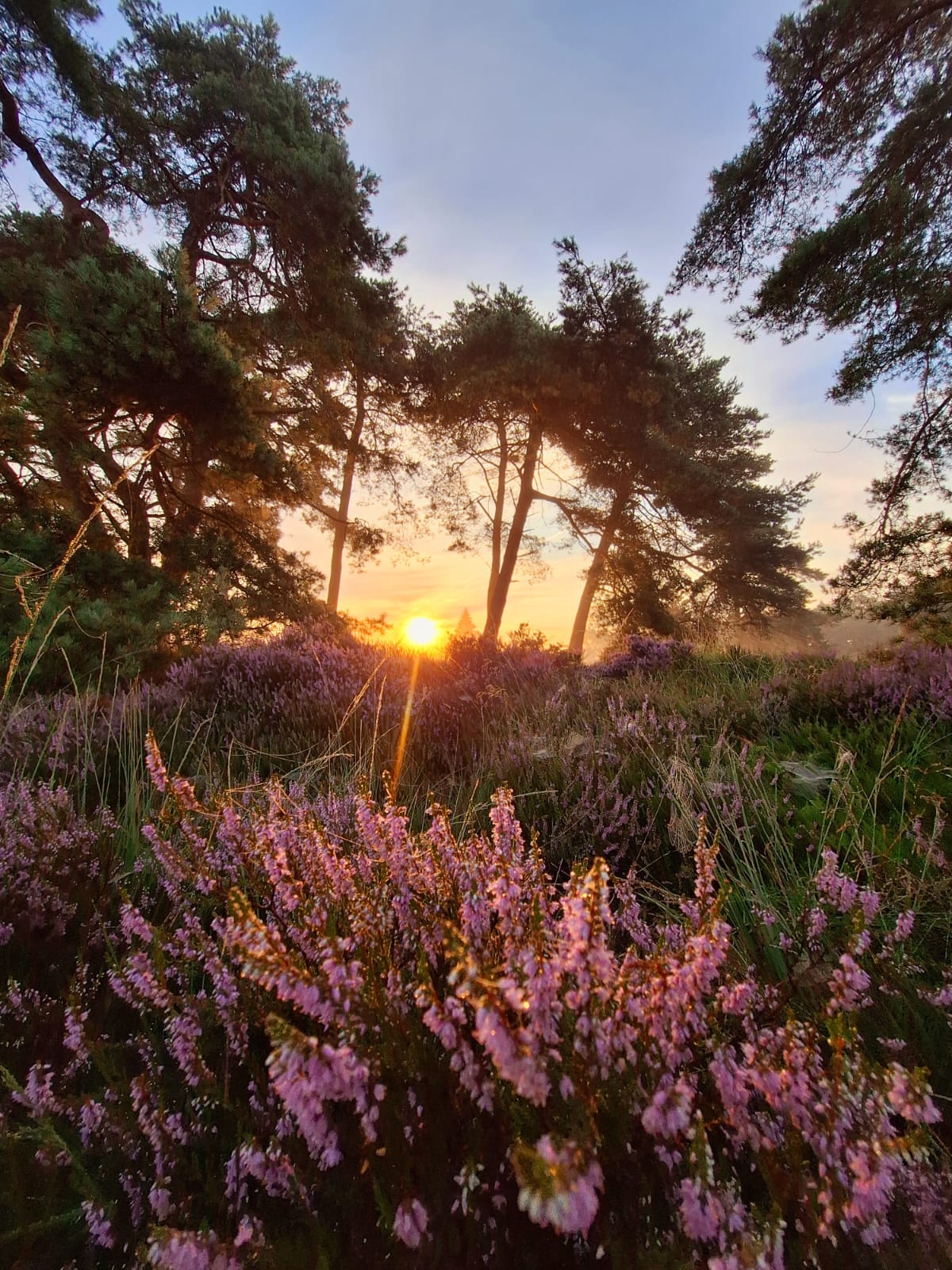 - image: 52