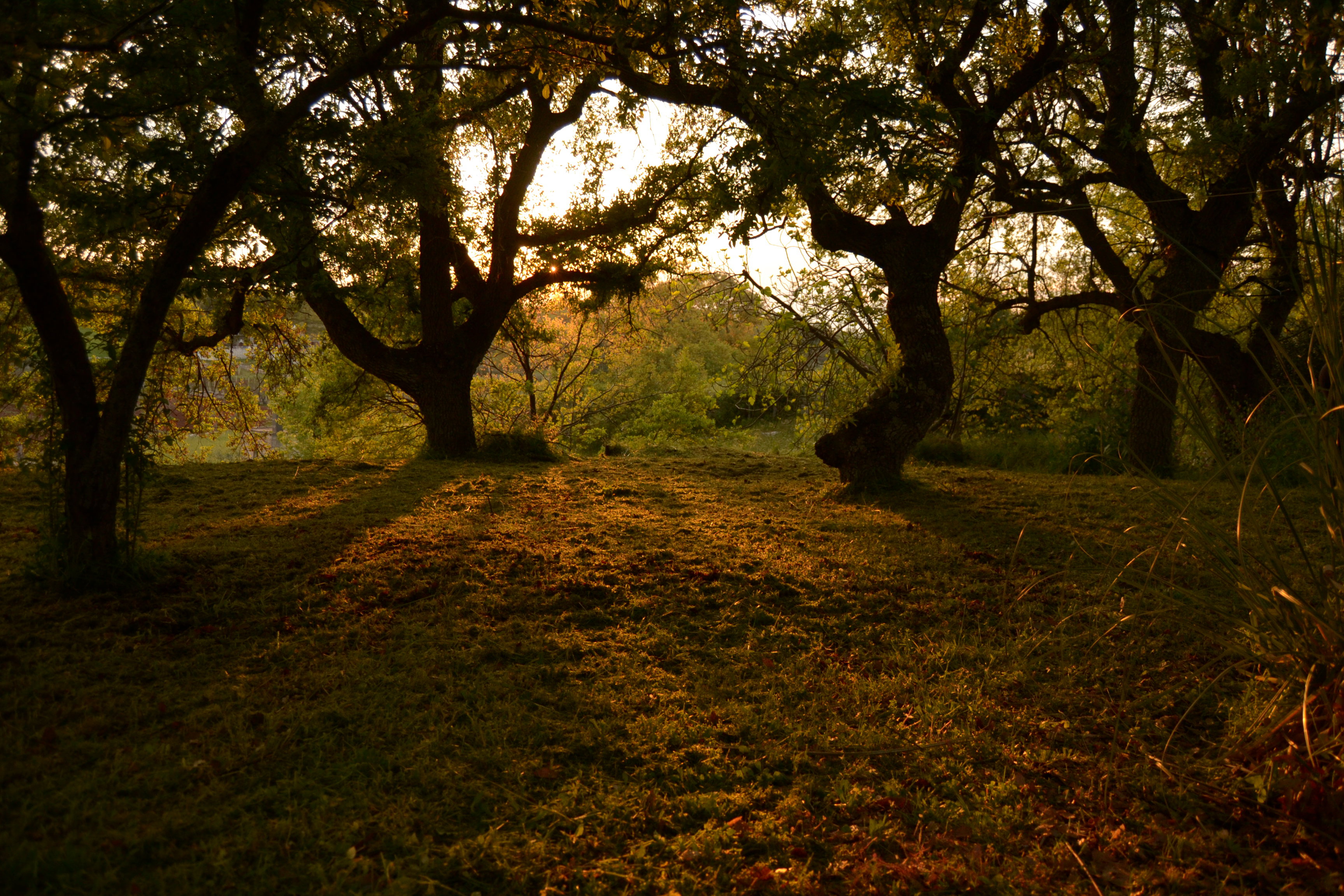 Maison nature à Locorotondo