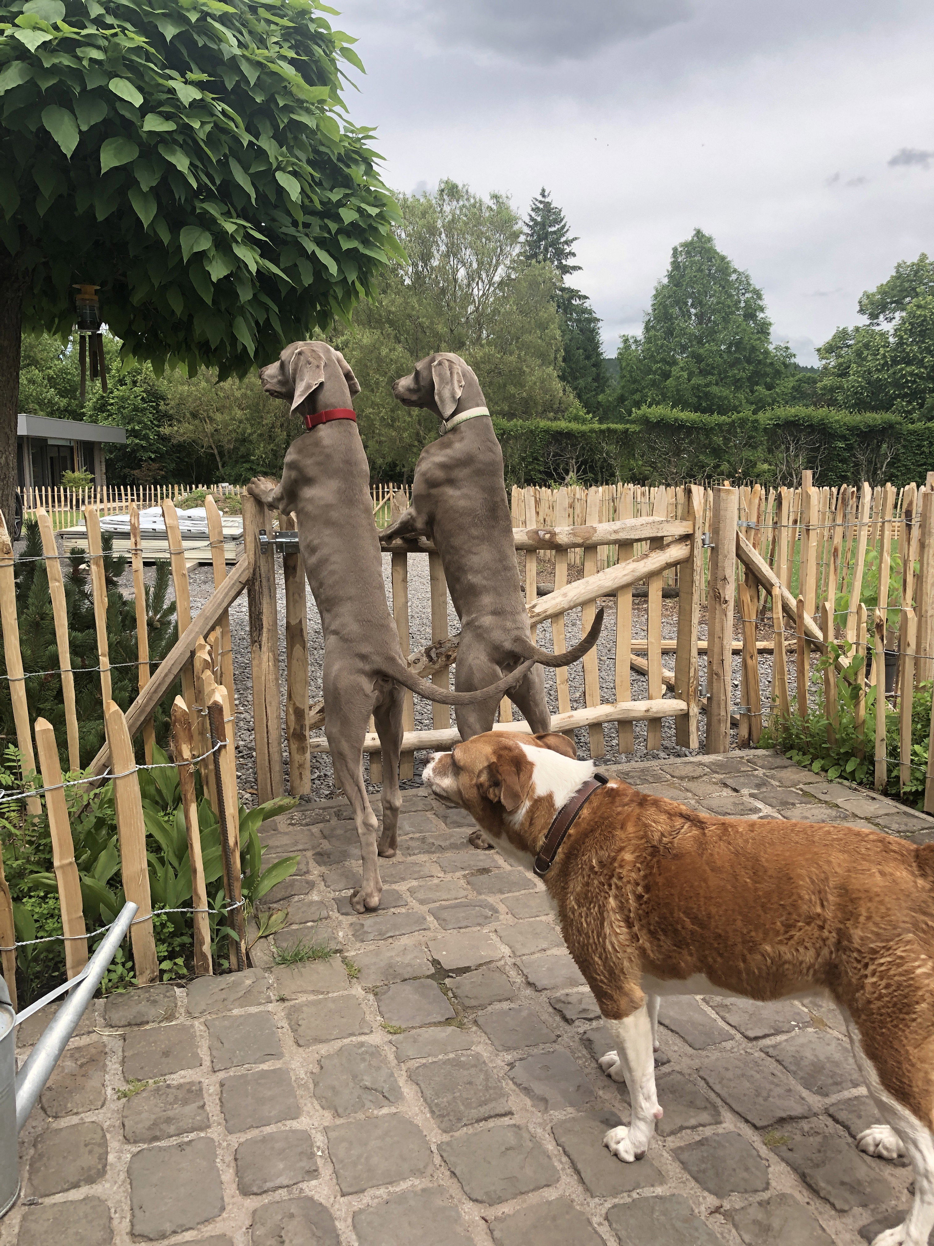 Naturhäuschen in Hotton