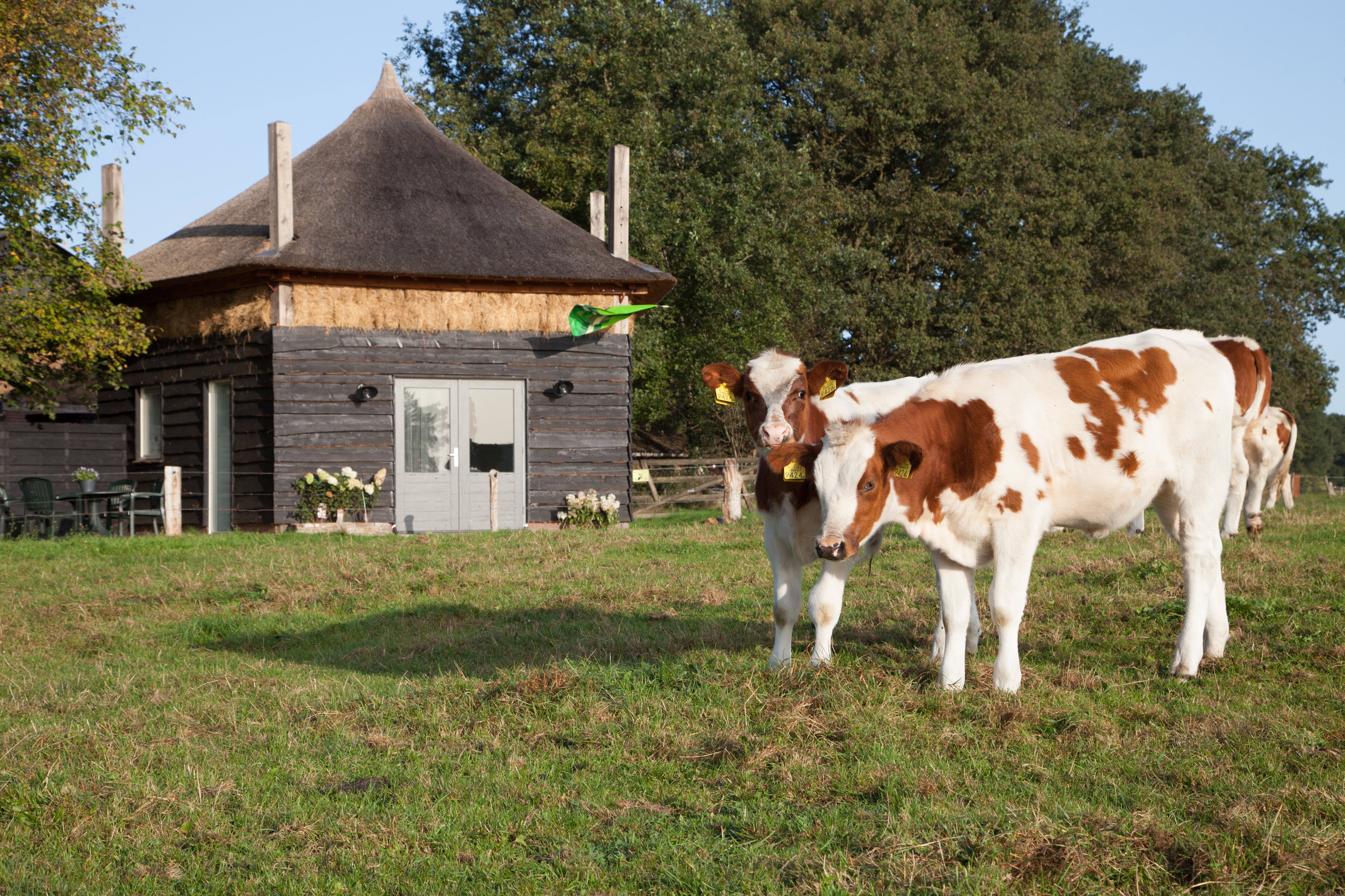 Natuurhuisje in Geesteren Gld
