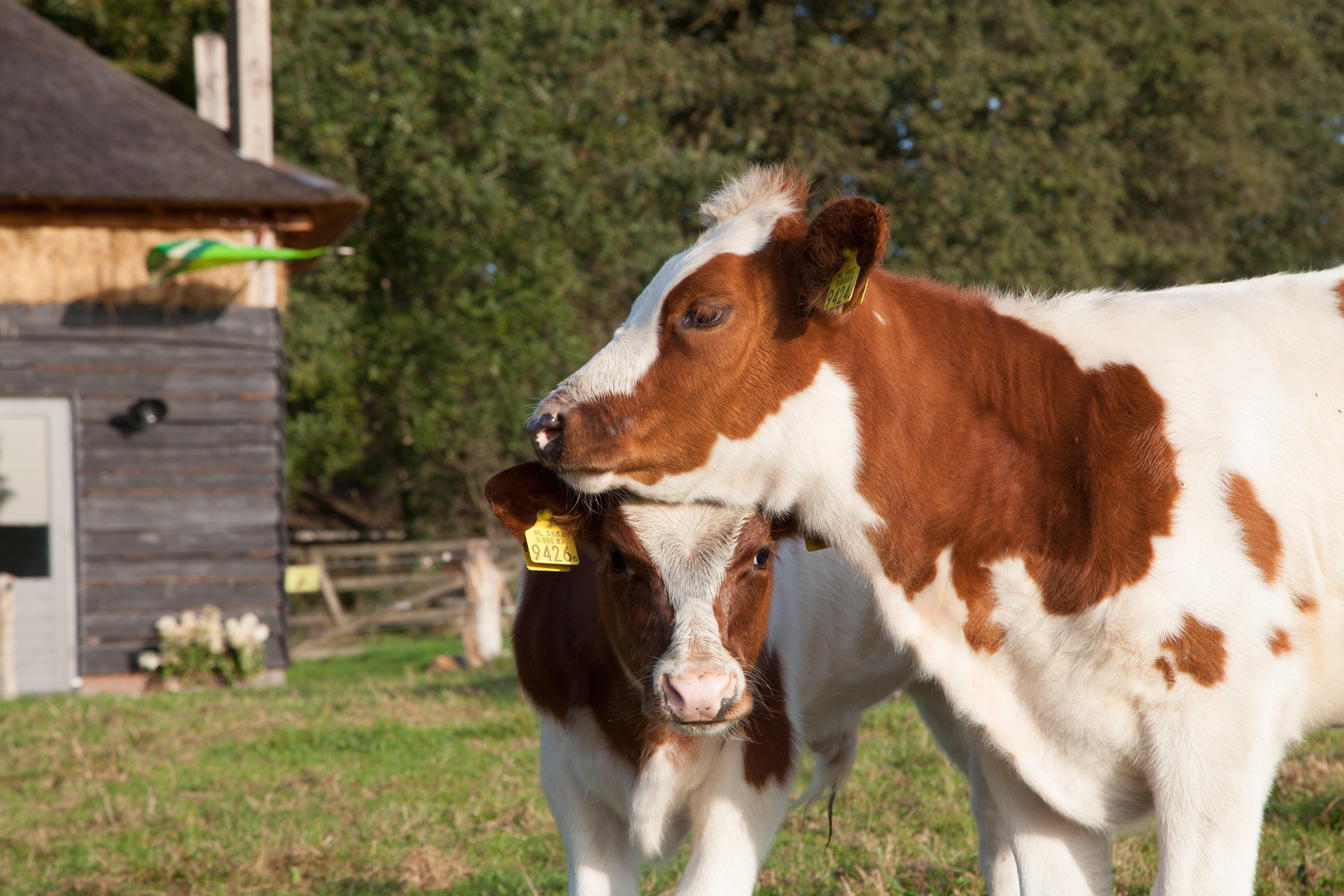 Natuurhuisje in Geesteren Gld