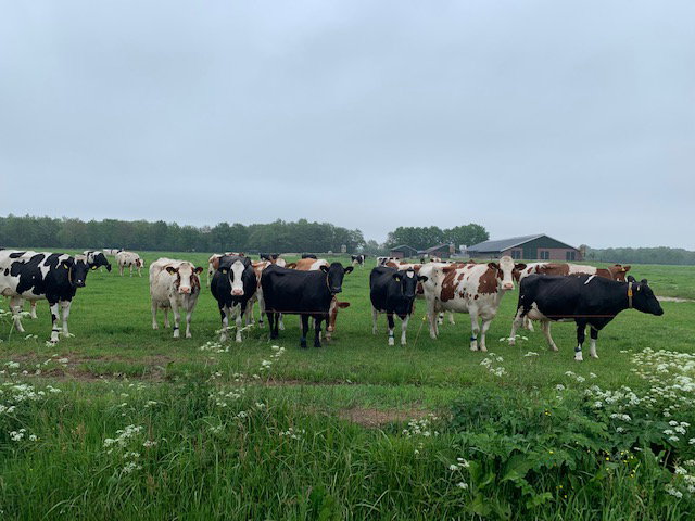 Natuurhuisje in Reutum