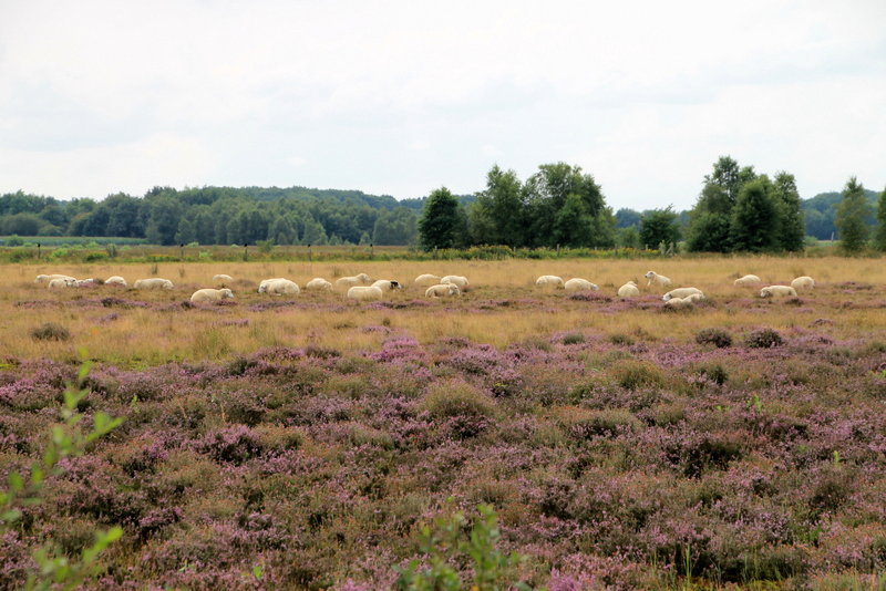 Maison nature à Zwiggelte