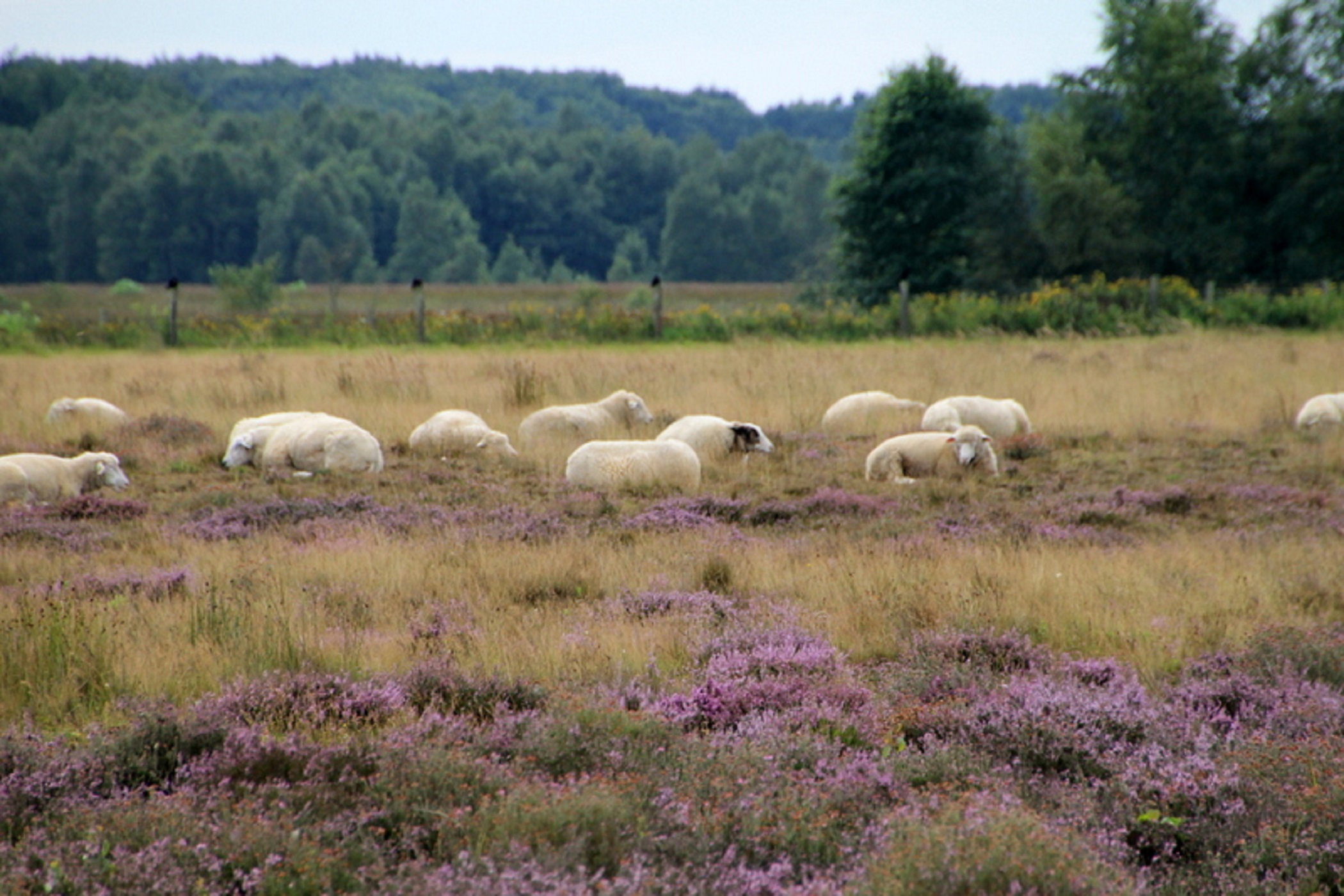 Maison nature à Zwiggelte