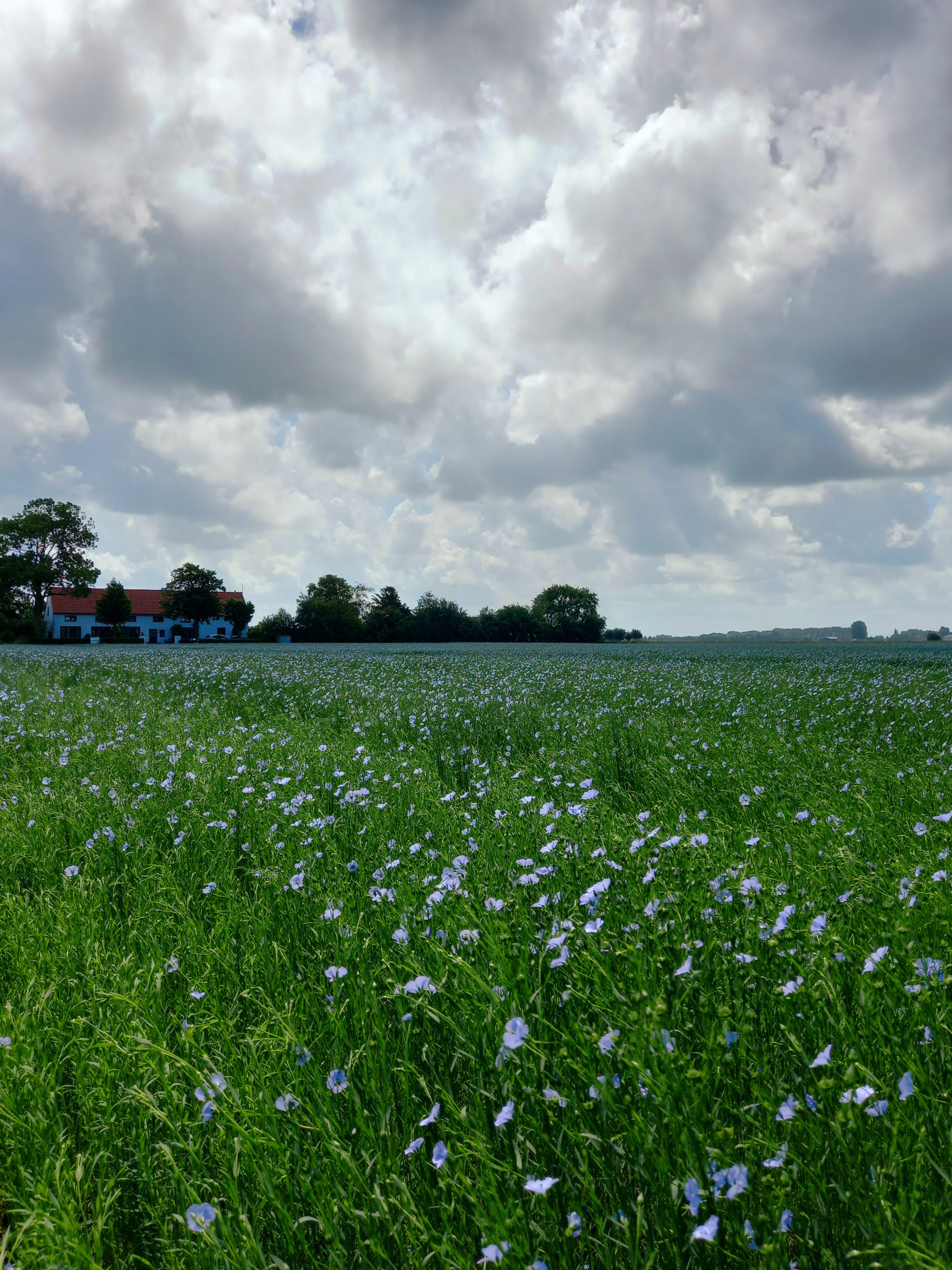 Naturhäuschen in IJzendijke