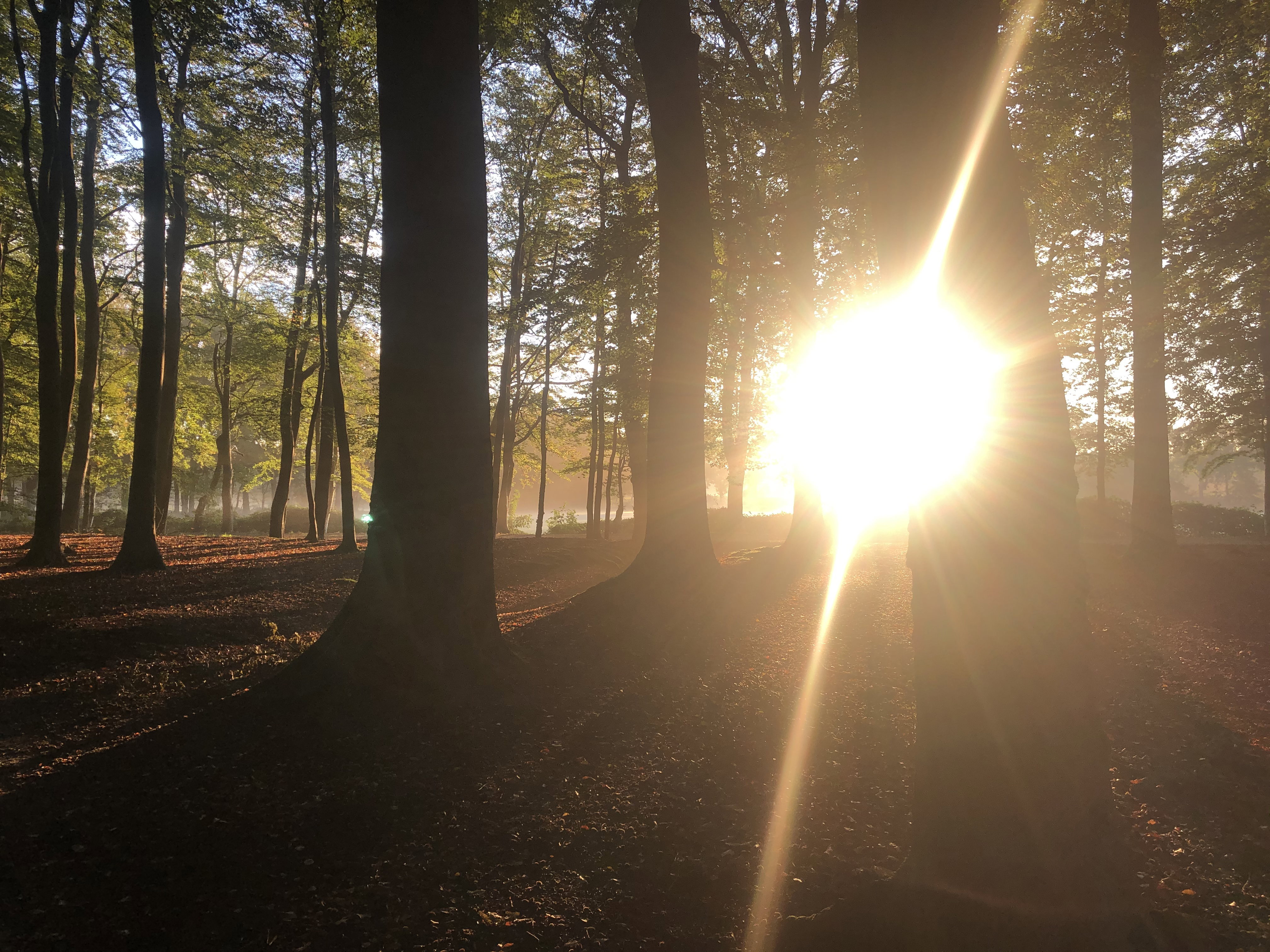 - image: 36