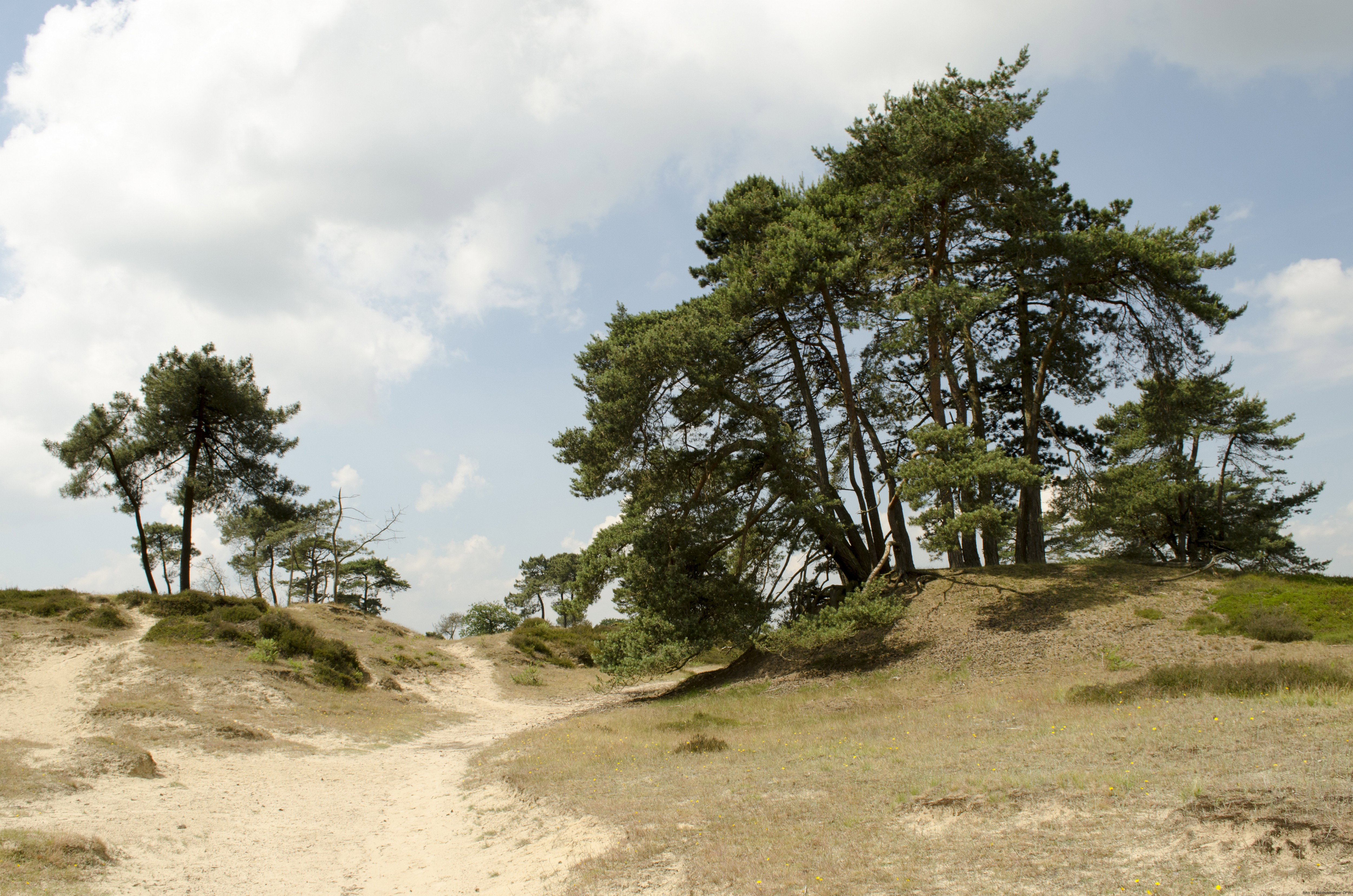 Natuurhuisje in Dwingeloo