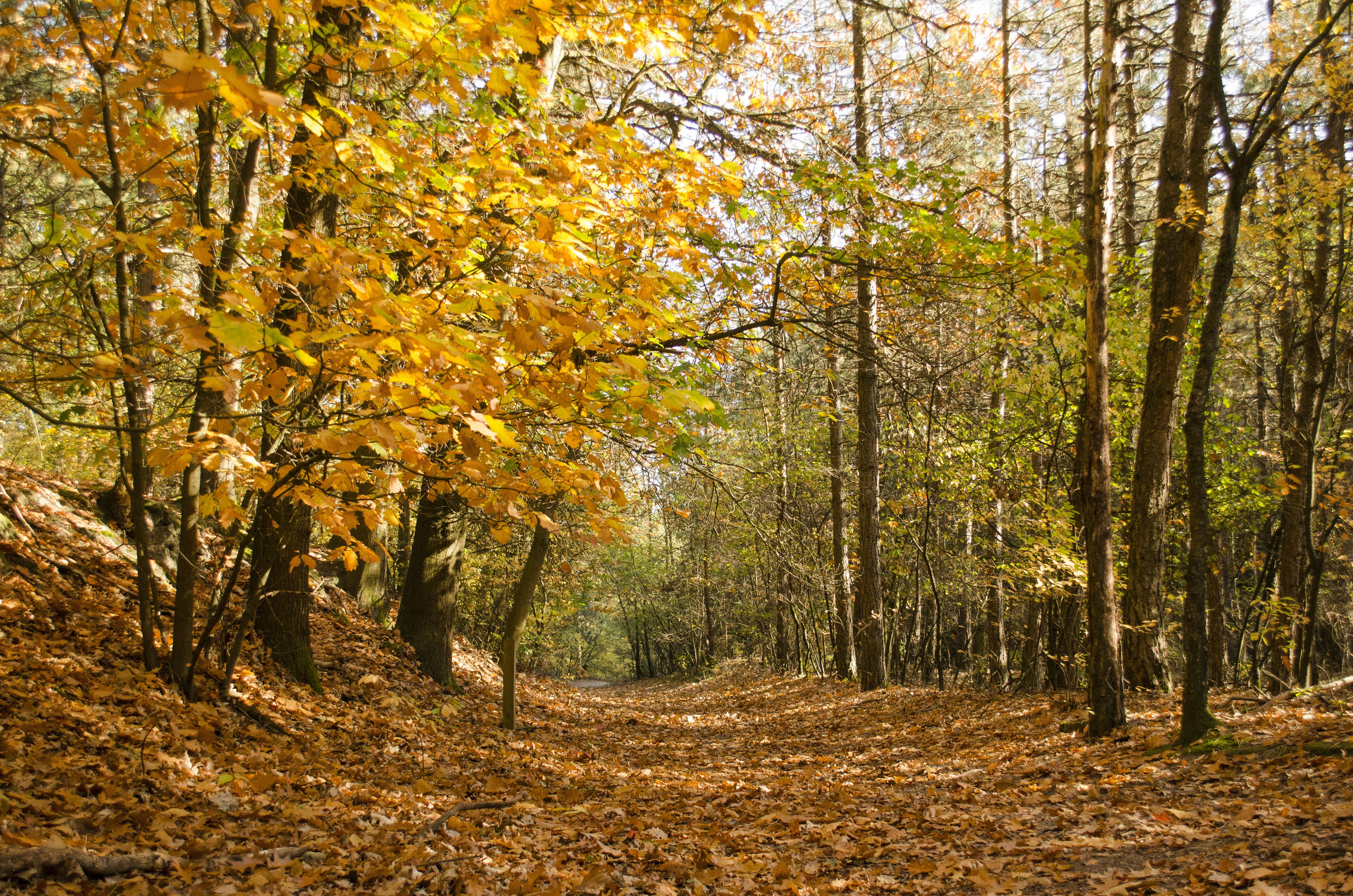 Natuurhuisje in Dwingeloo