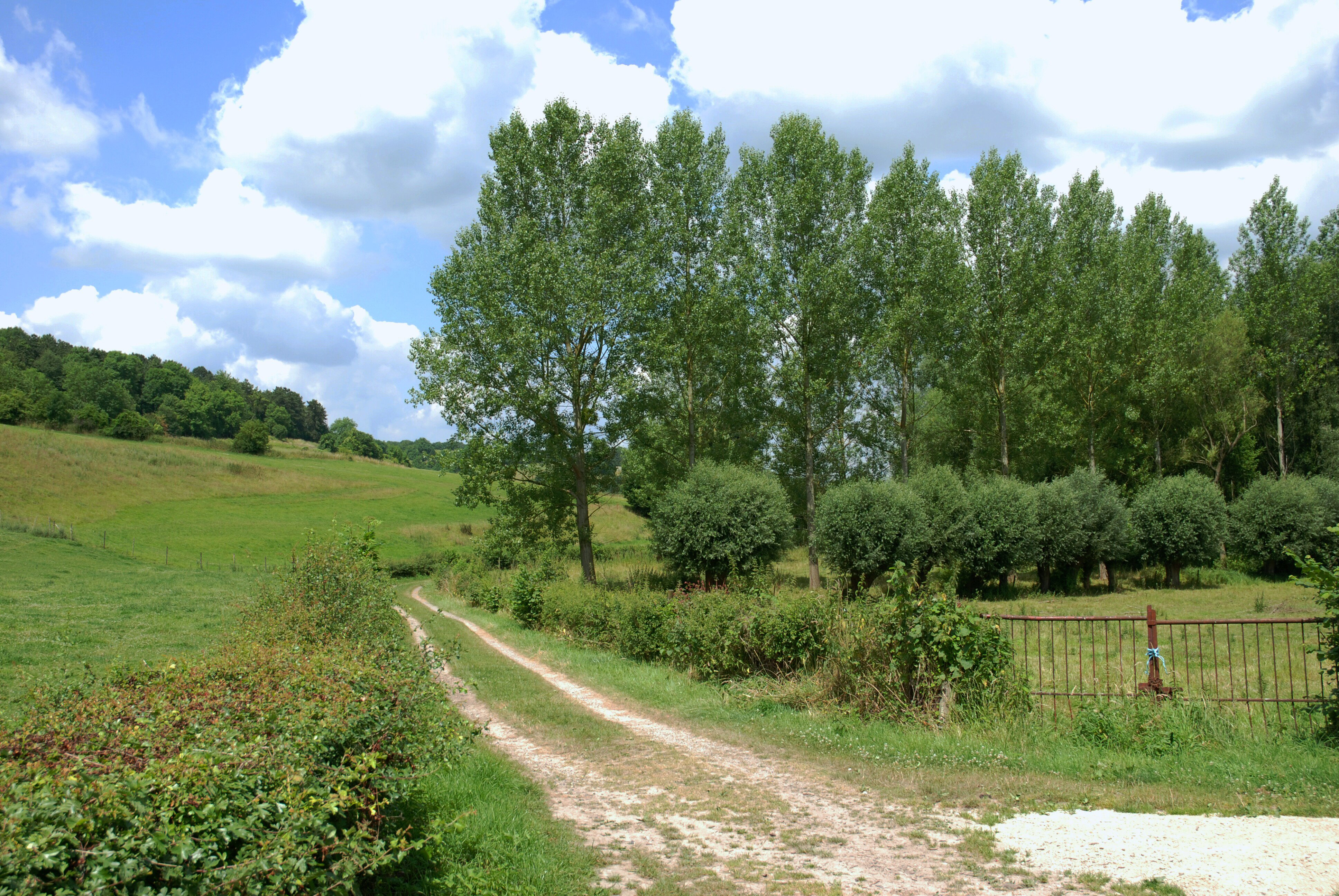 - image: 16