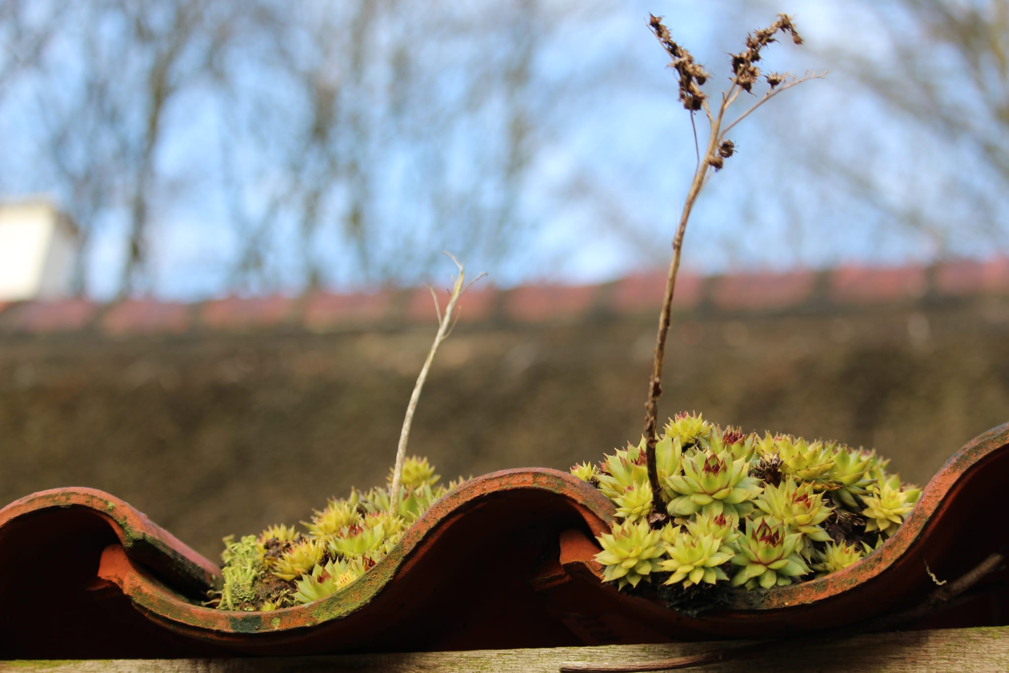 Natuurhuisje in Haule