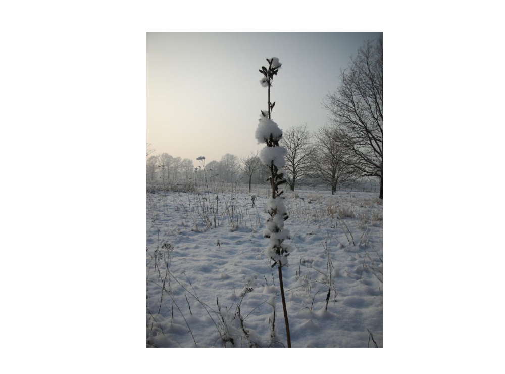 Natuurhuisje in Olmen