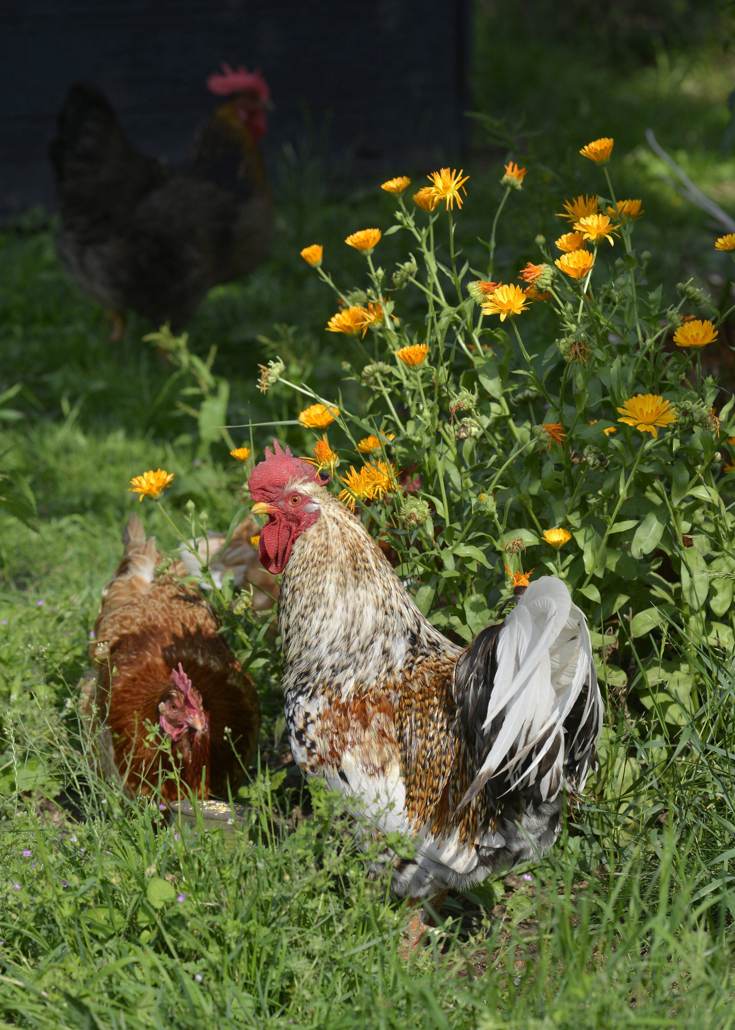 Naturhäuschen in Hengevelde