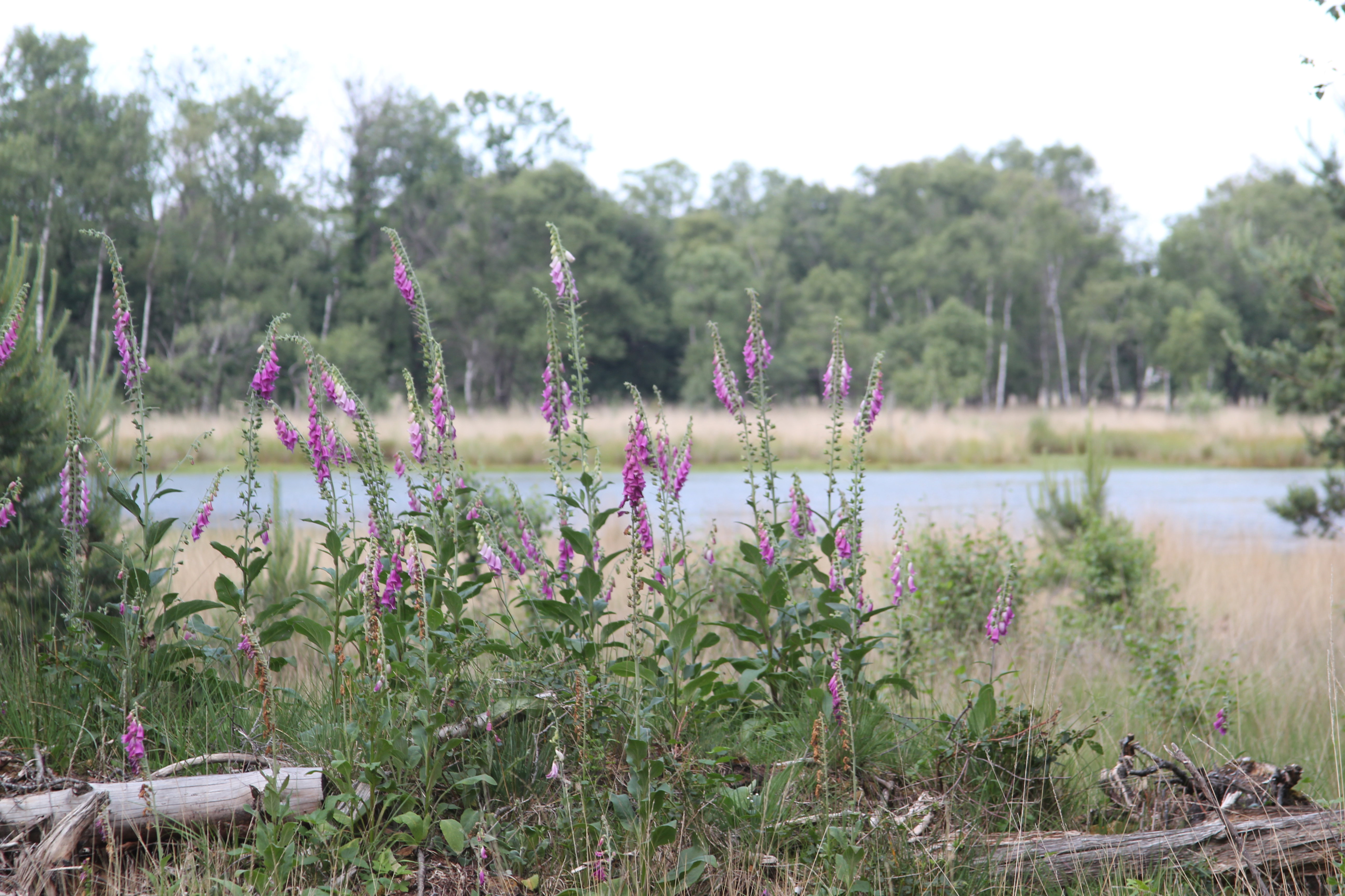 Natuurhuisje in De Rips