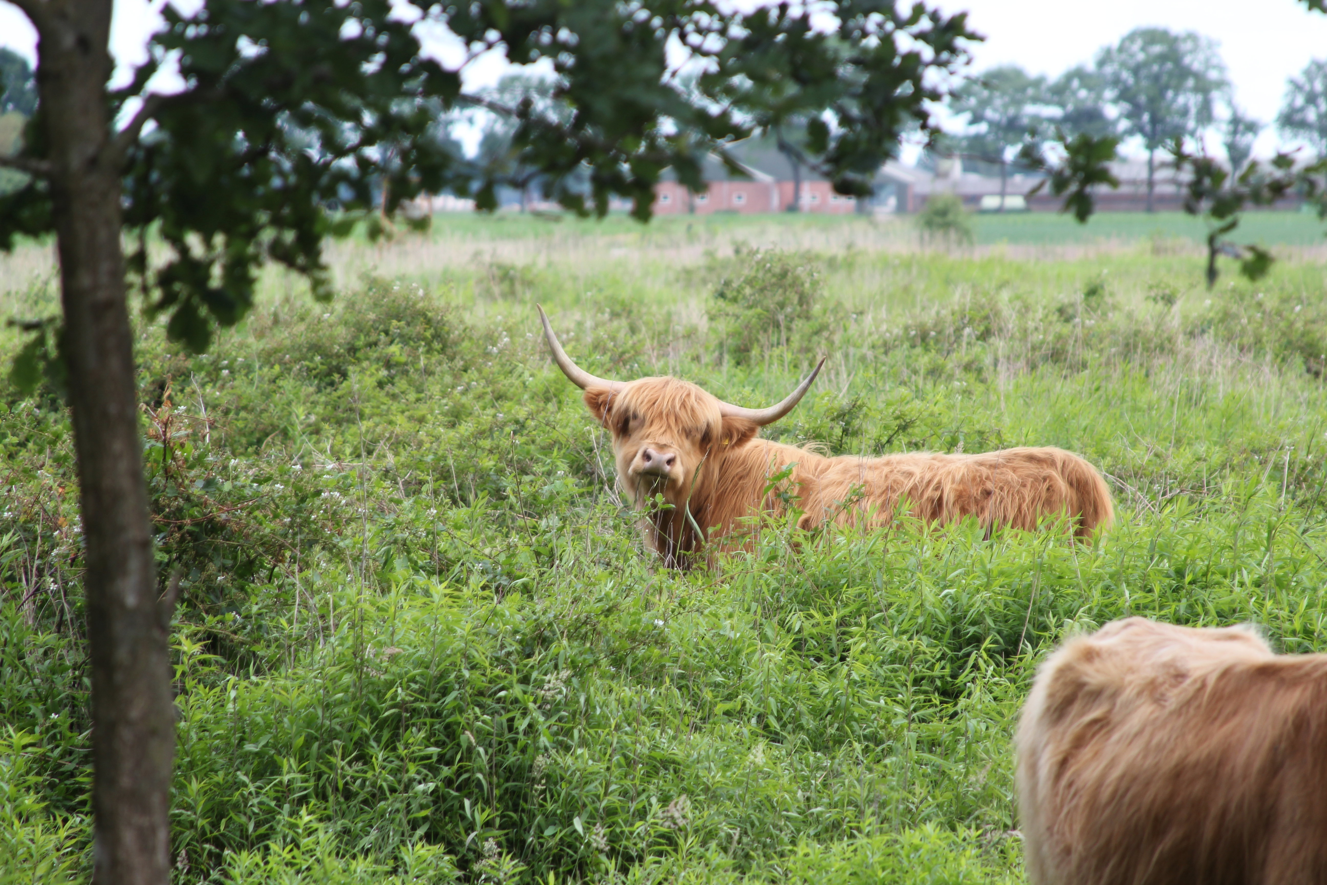 Natuurhuisje in De Rips