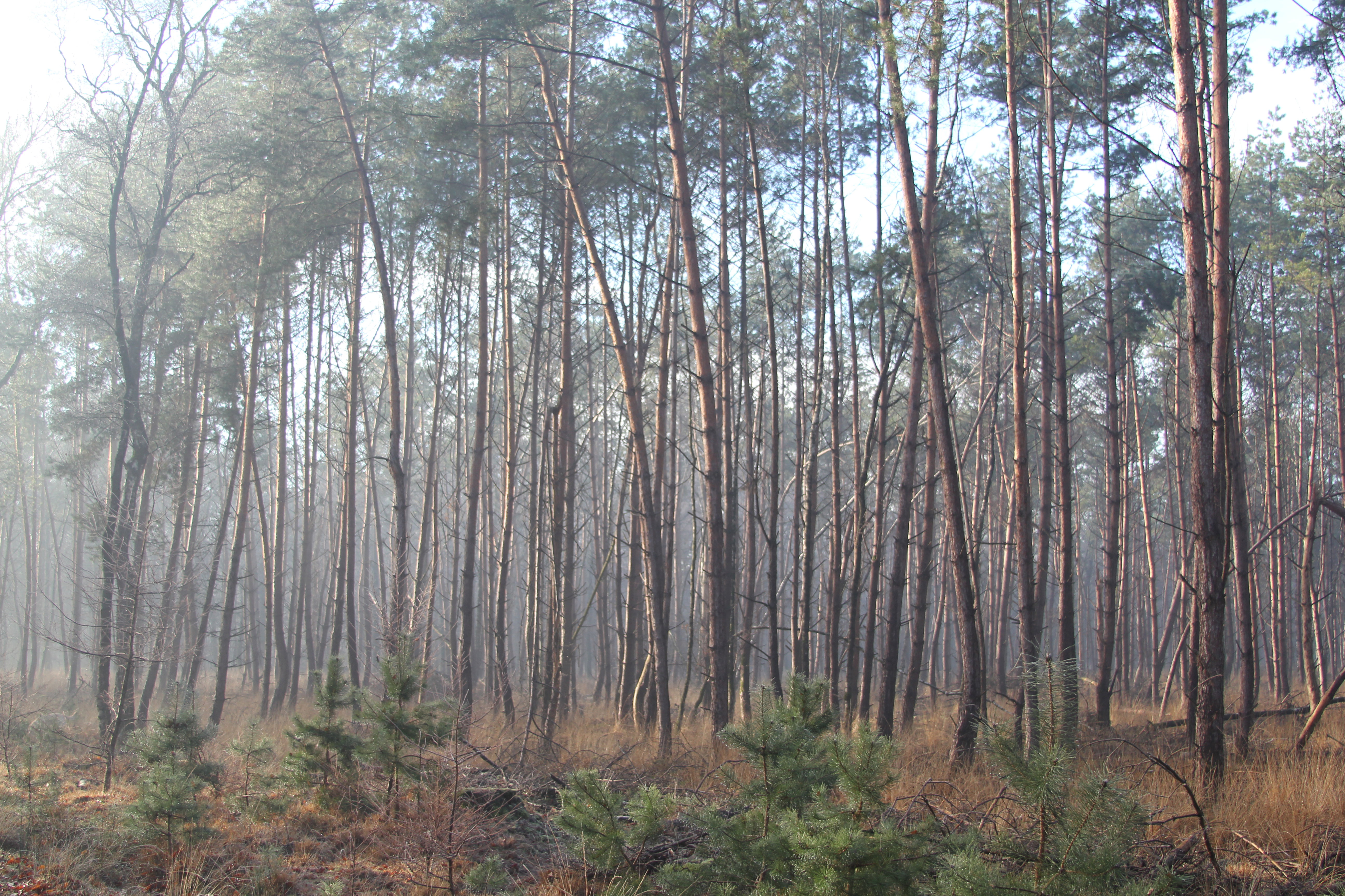 Maison nature à De Rips
