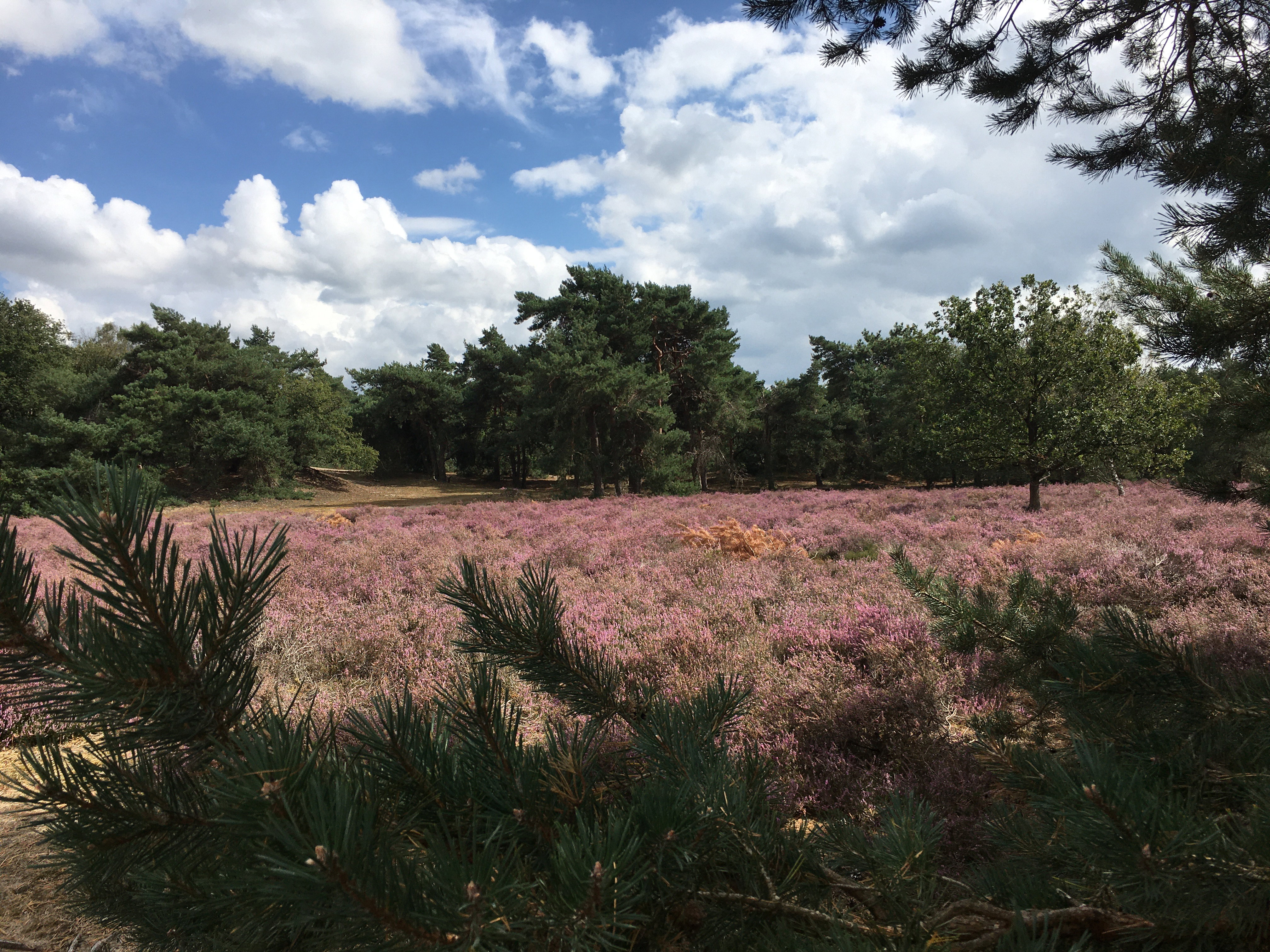 Natuurhuisje in De Rips