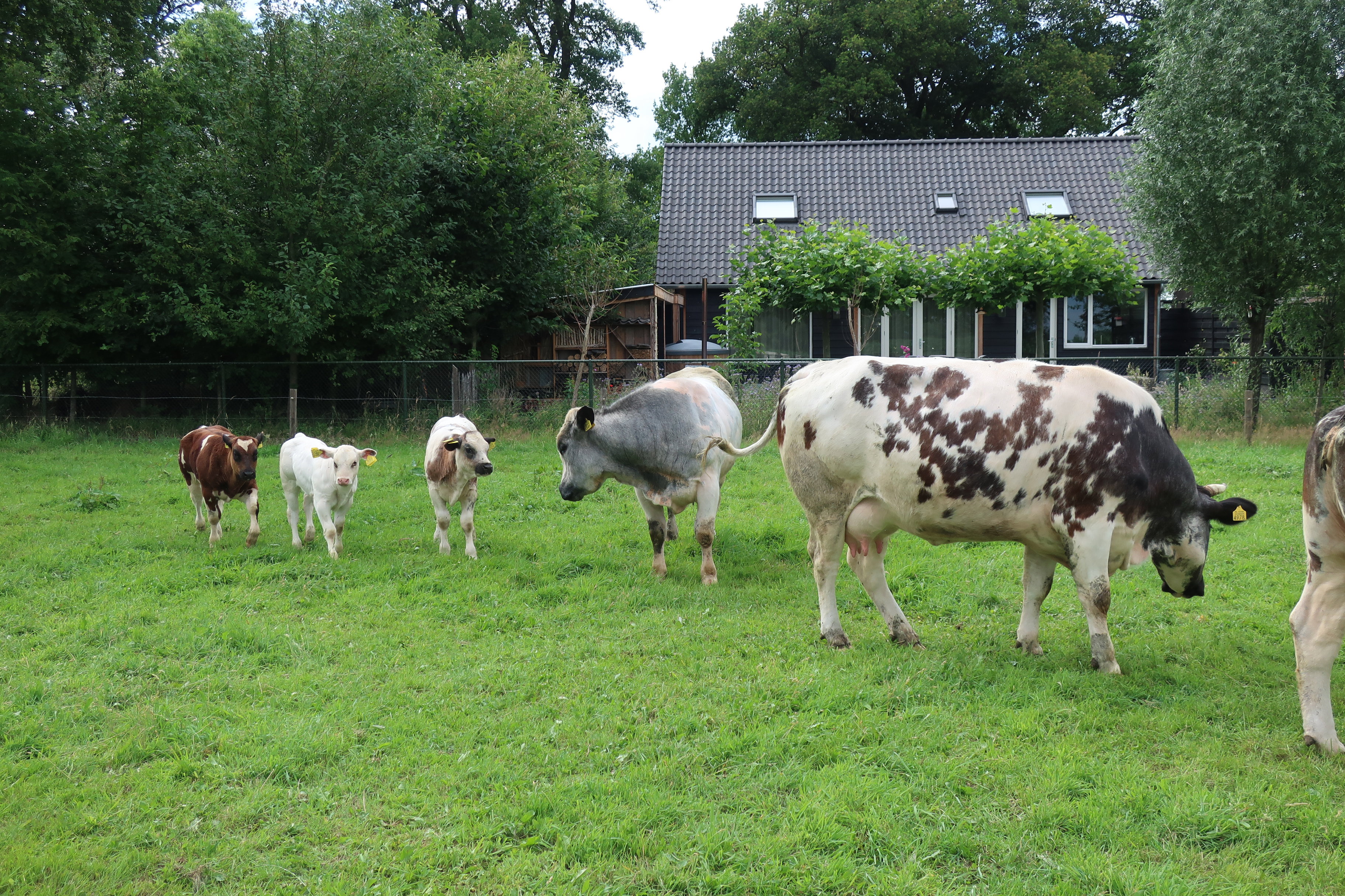 Naturhäuschen in Rijsbergen