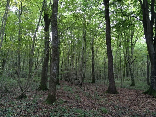 - image: 24