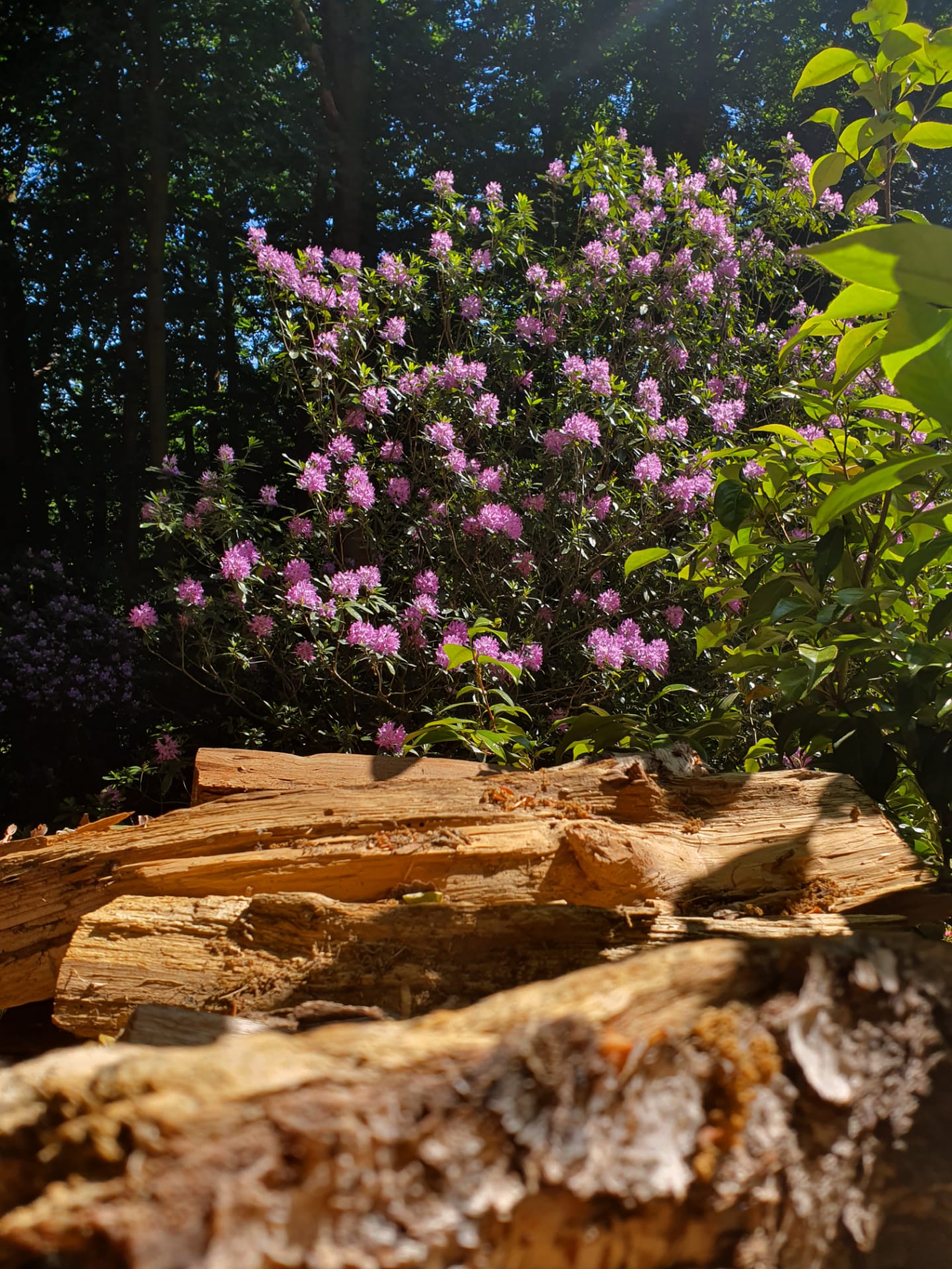 Maison nature à Overijse