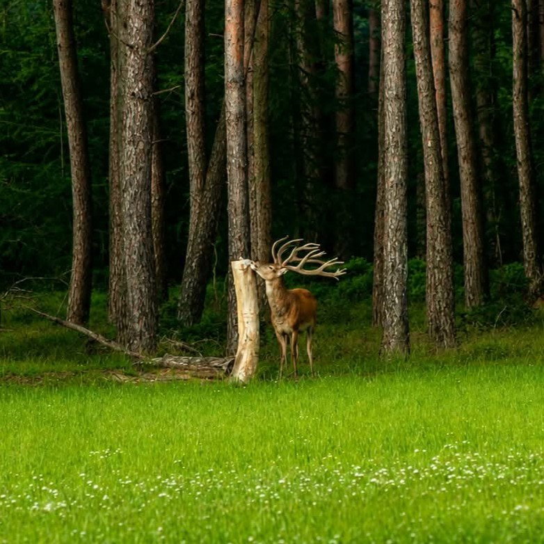 - image: 46