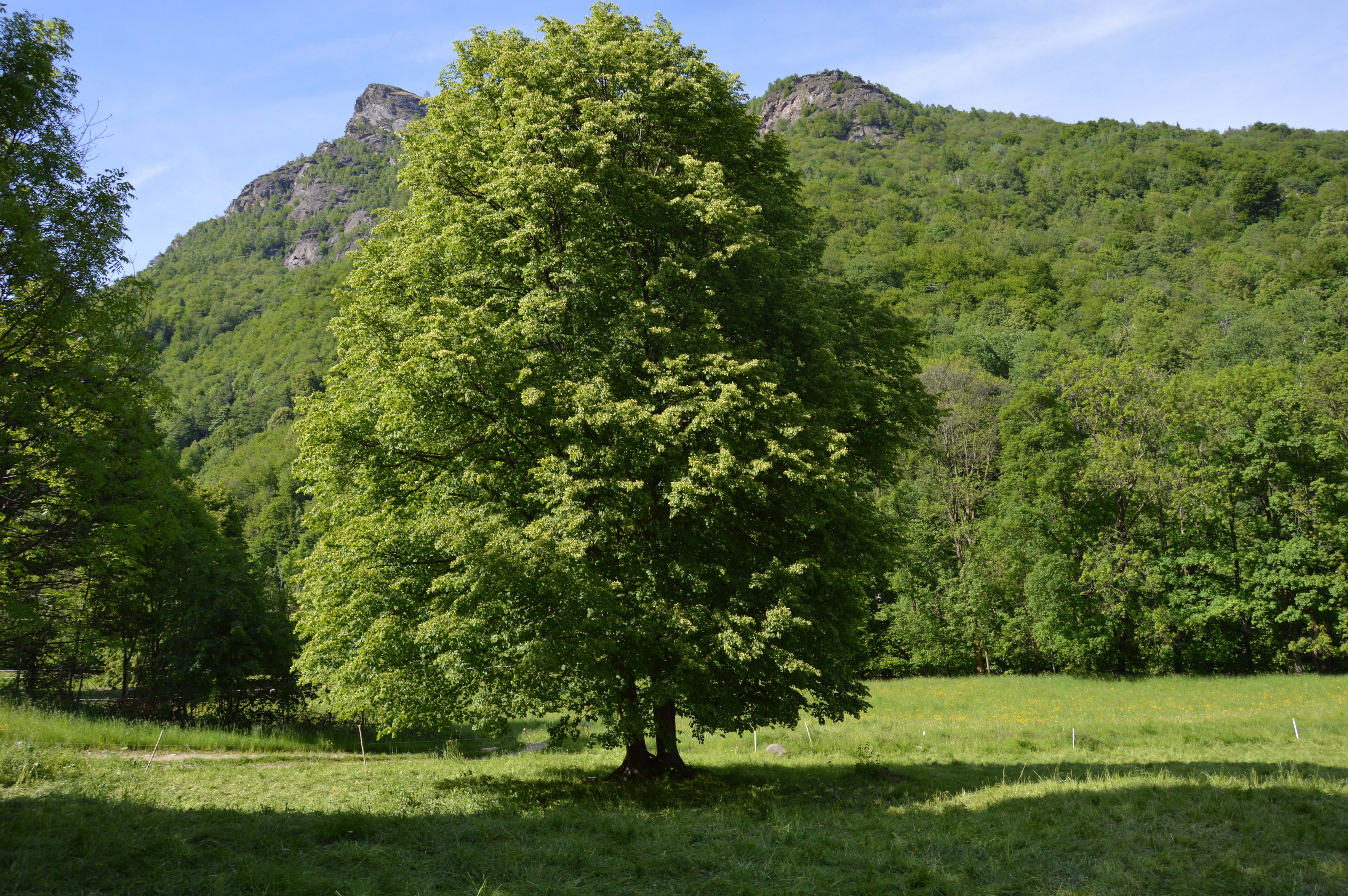 - image: 29