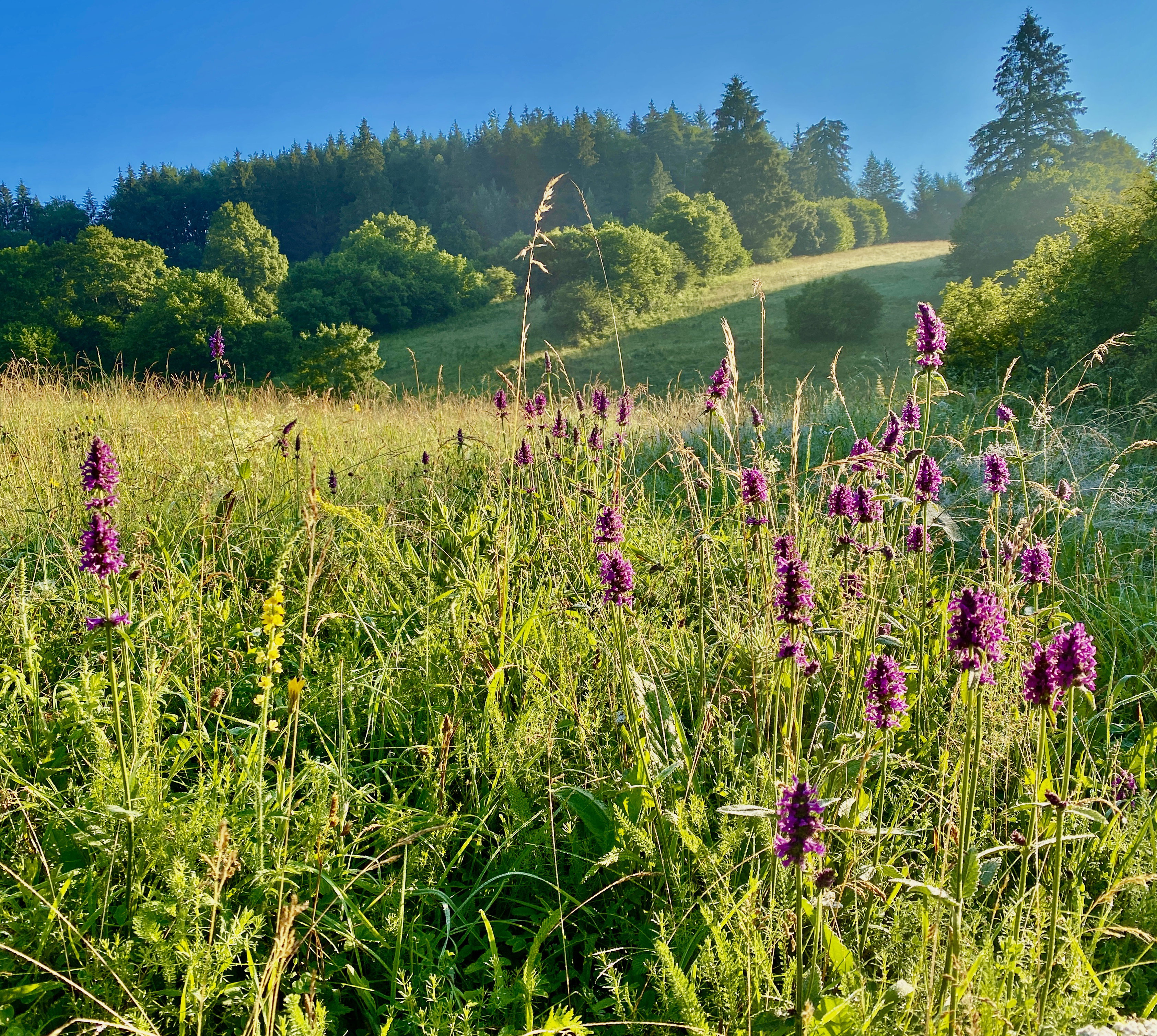 Natuurhuisje in Horna Lehota