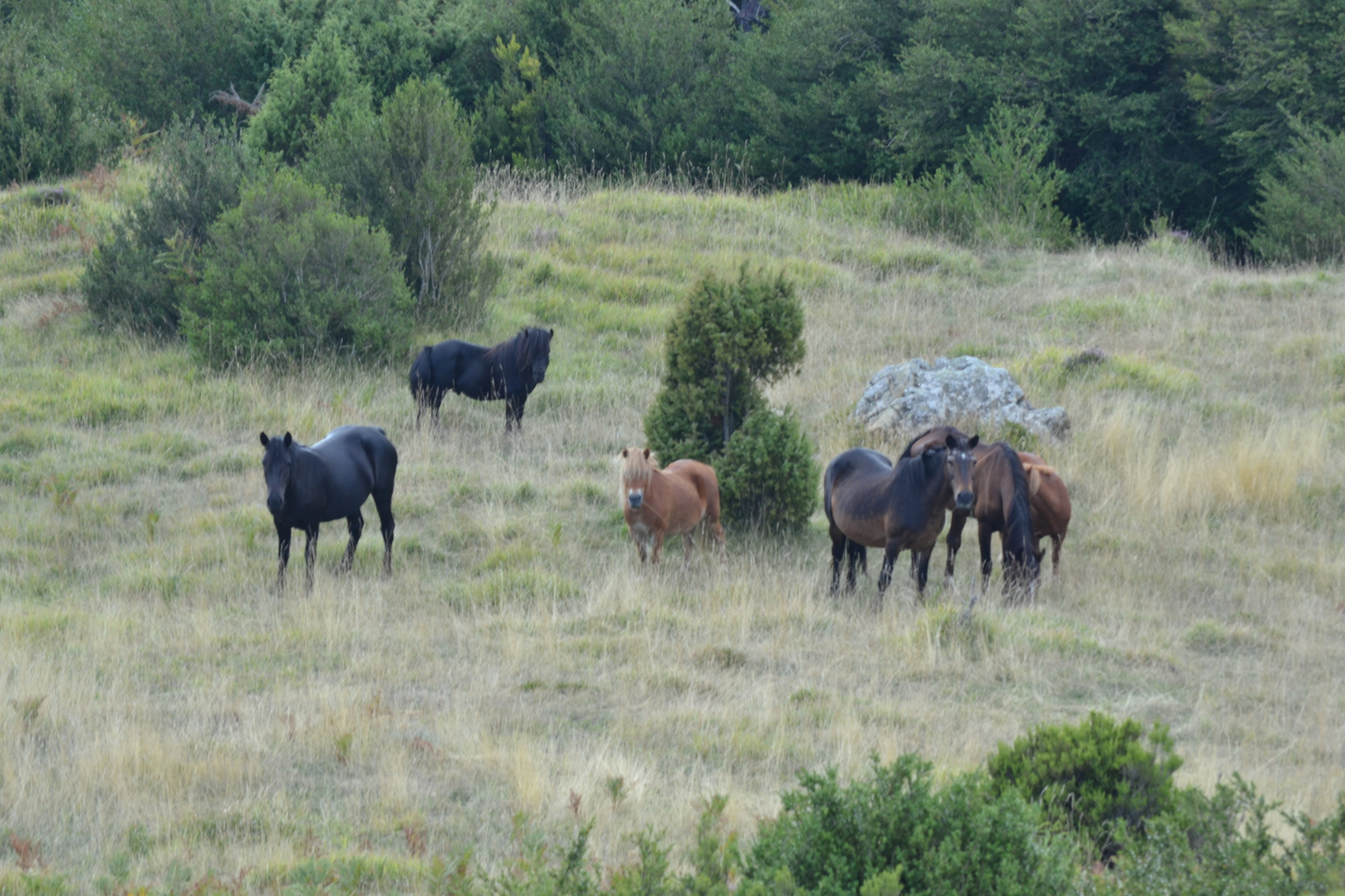 Naturhäuschen in Valle del Gromolo quota 850