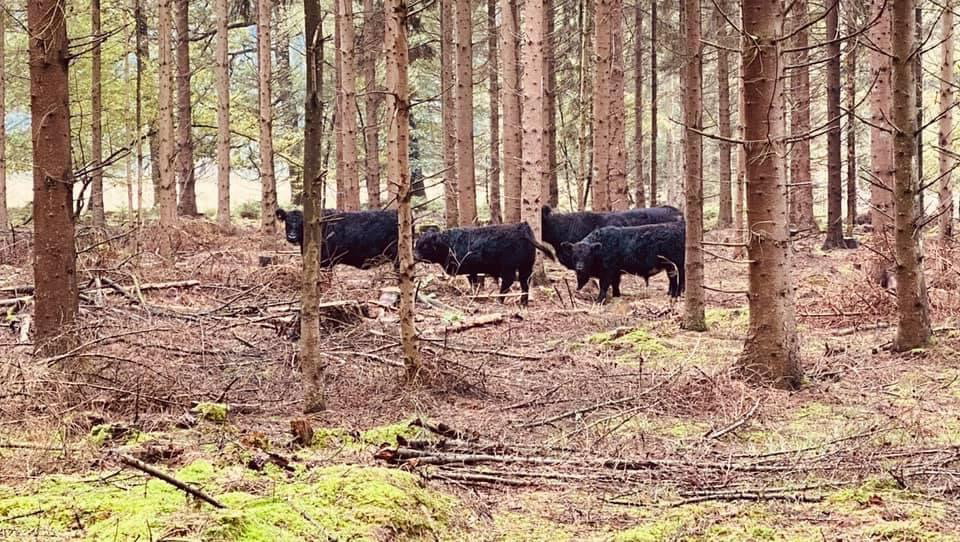 Natuurhuisje in Schoonloo