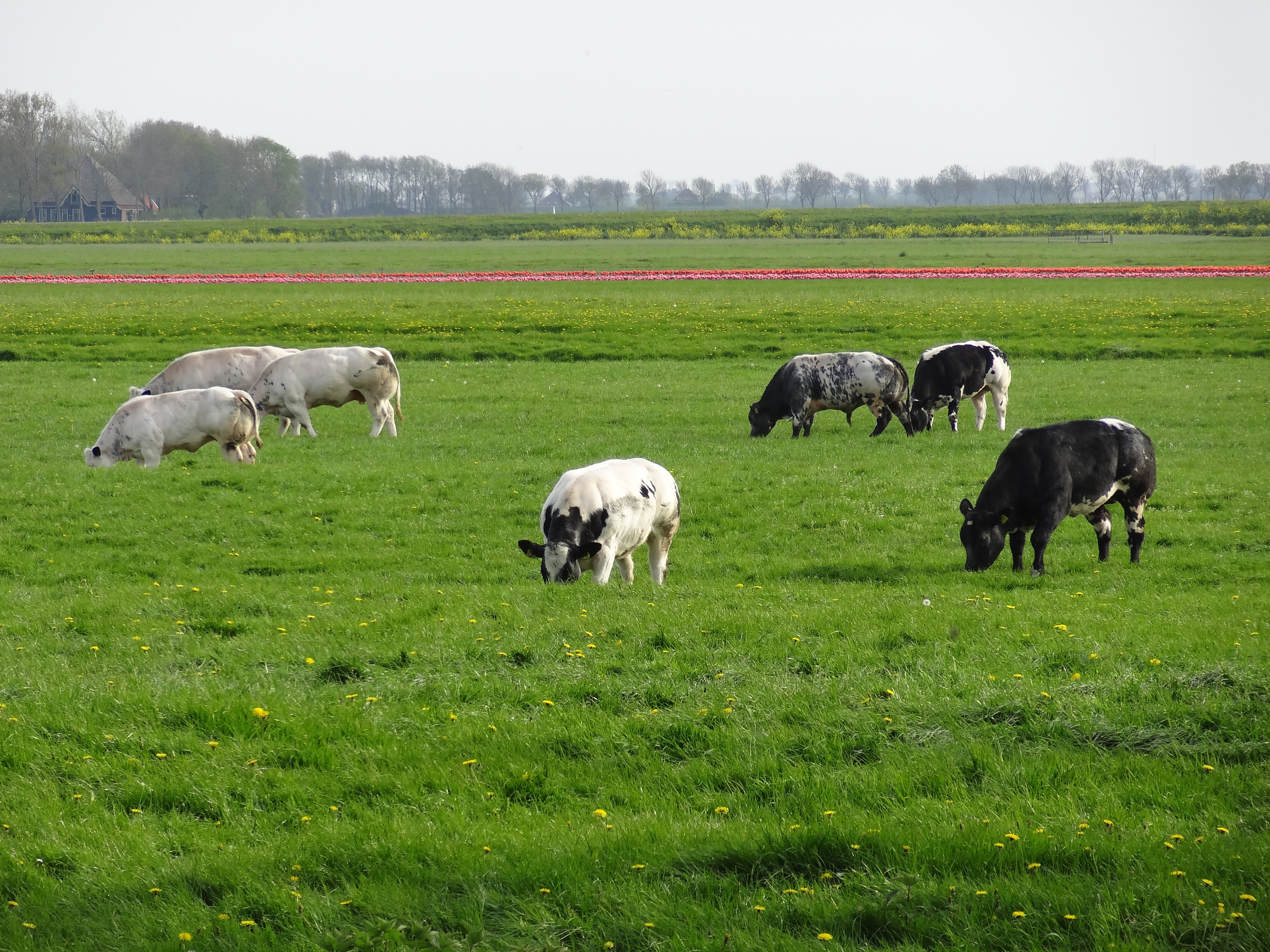 Maison nature à Westbeemster