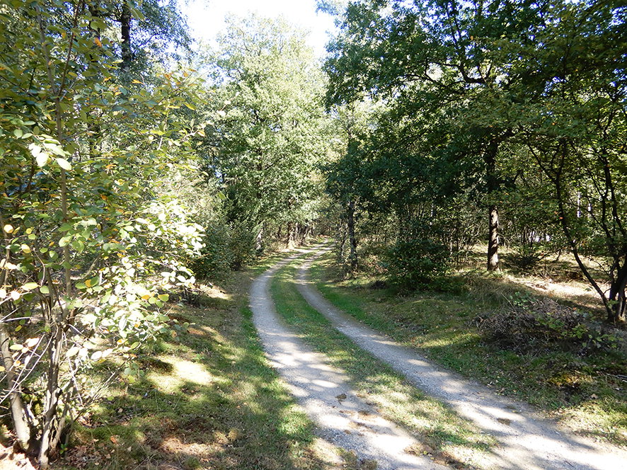 - image: 2