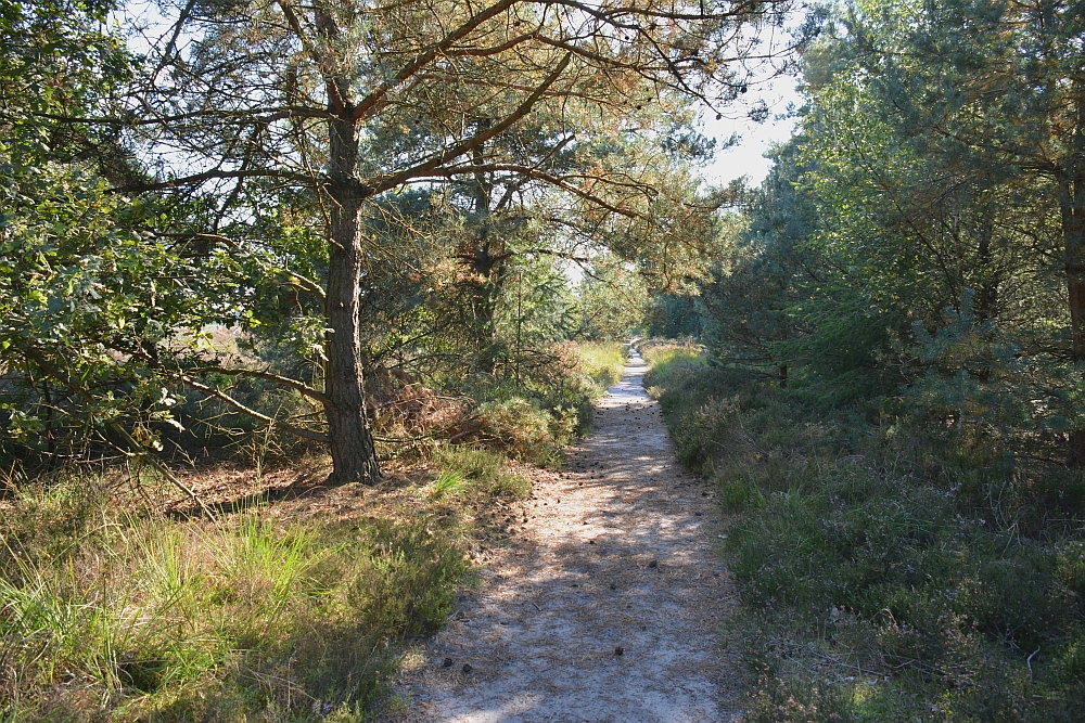- image: 16